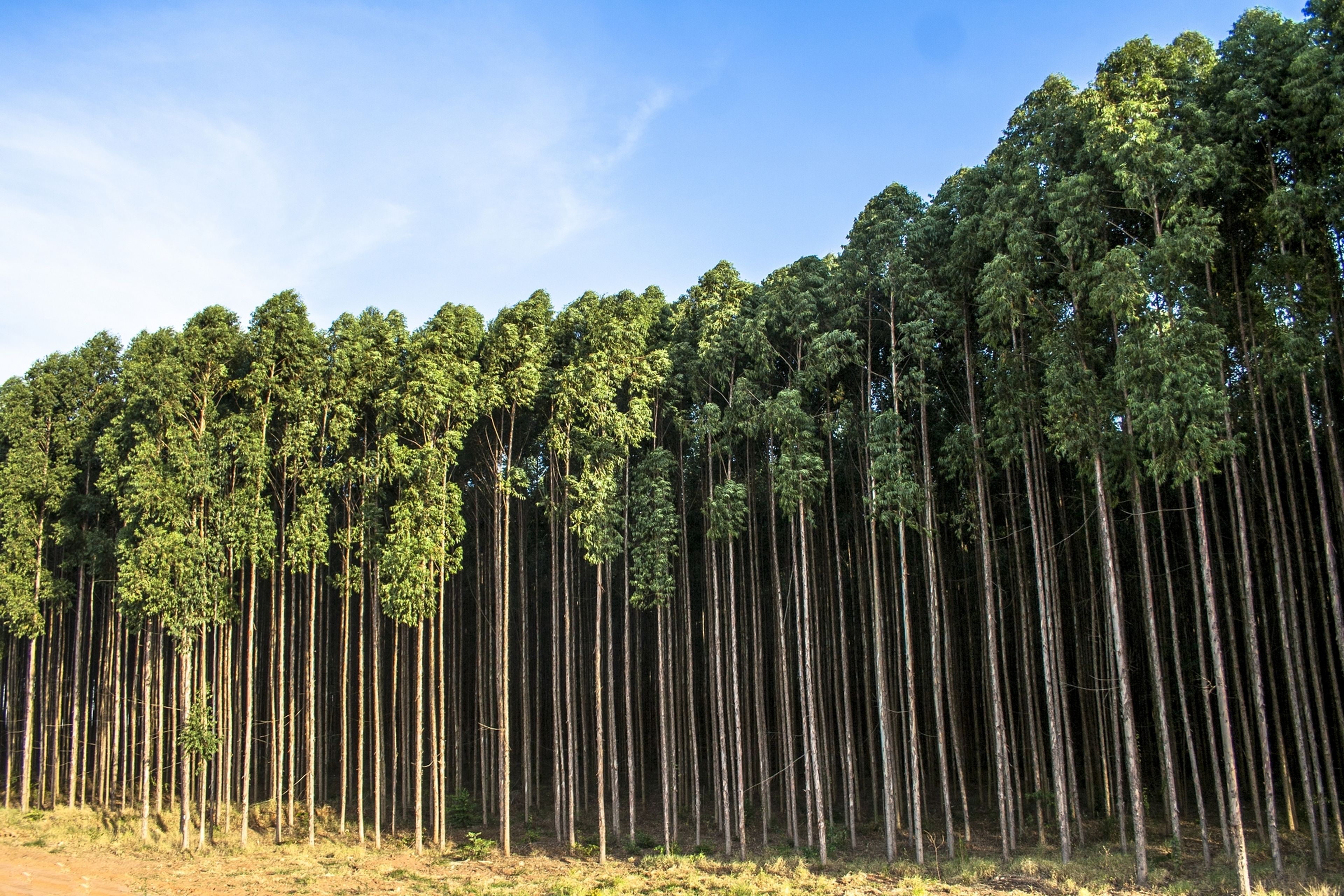 Utilizan la savia de los árboles para crear grafeno ecológico 200 veces más barato