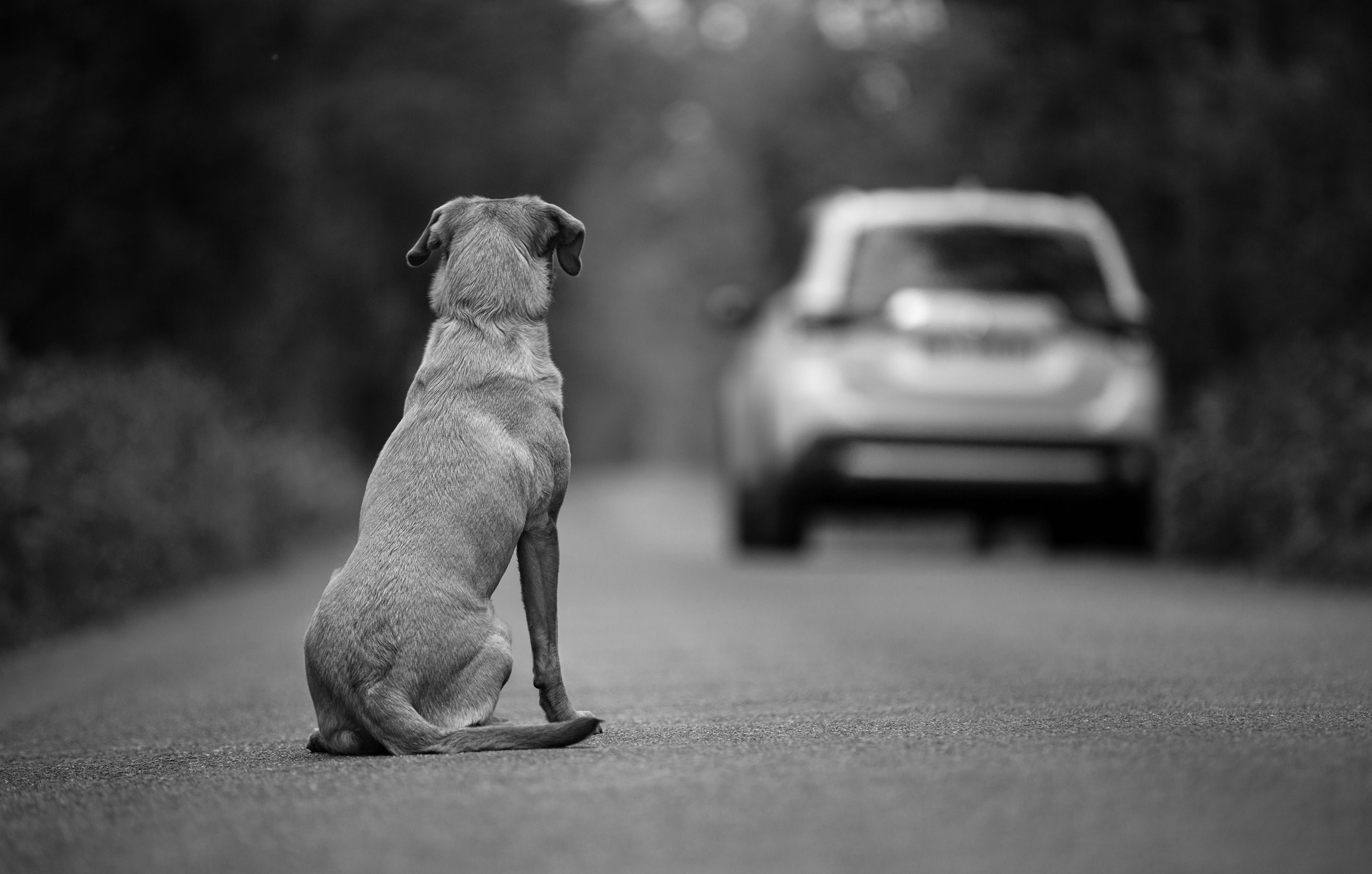 Cuidado, estas son las seis carreteras en donde hay más perros abandonados