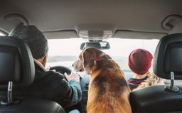 Cuidado con llevar mascotas sueltas en el coche: le para la polícia y le ponen 5 multas diferentes