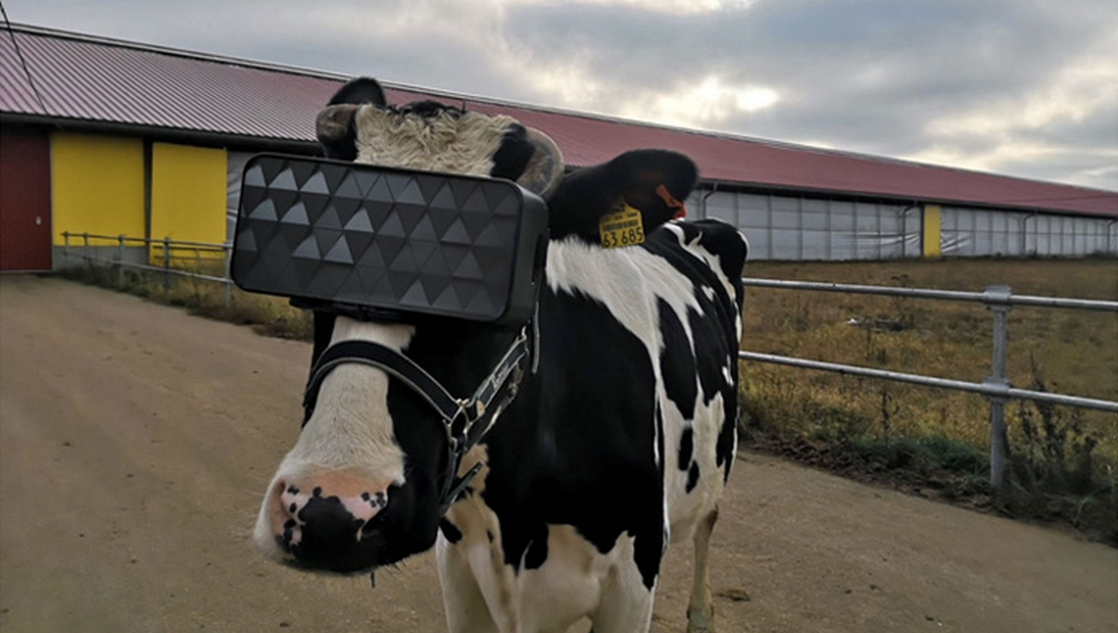 En Rusia las vacas llevan gafas de realidad virtual para que crean que están en el campo