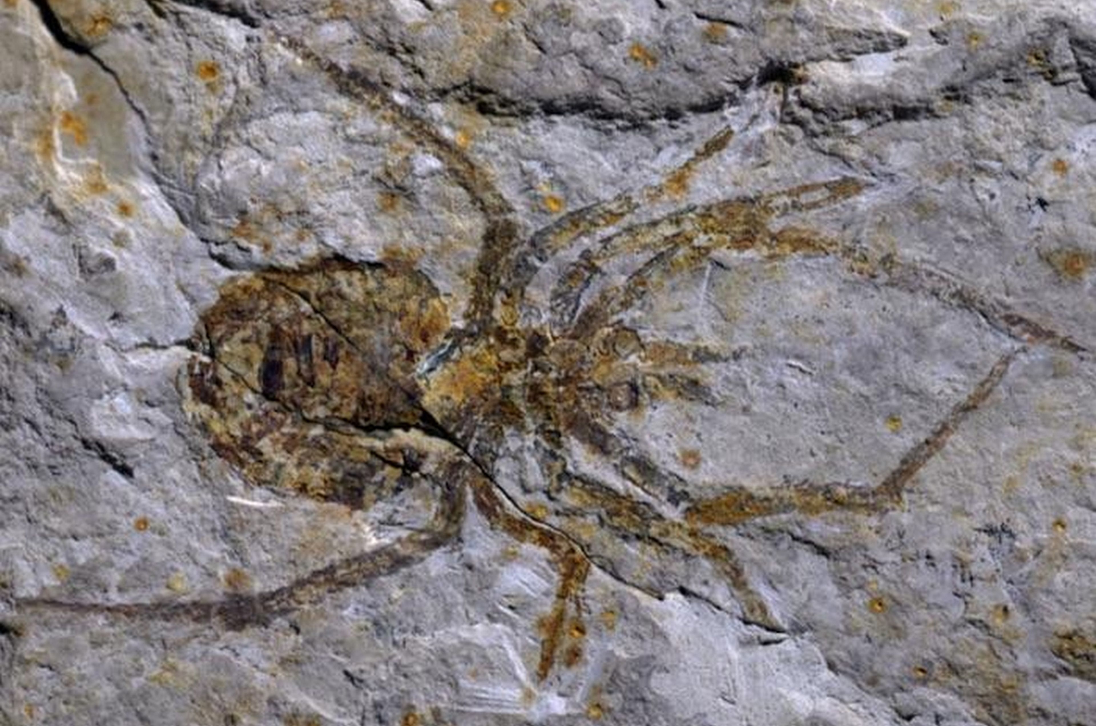 Arqueólogos presentan un fósil de araña gigante que resultó ser... un cangrejo con las patas pintadas