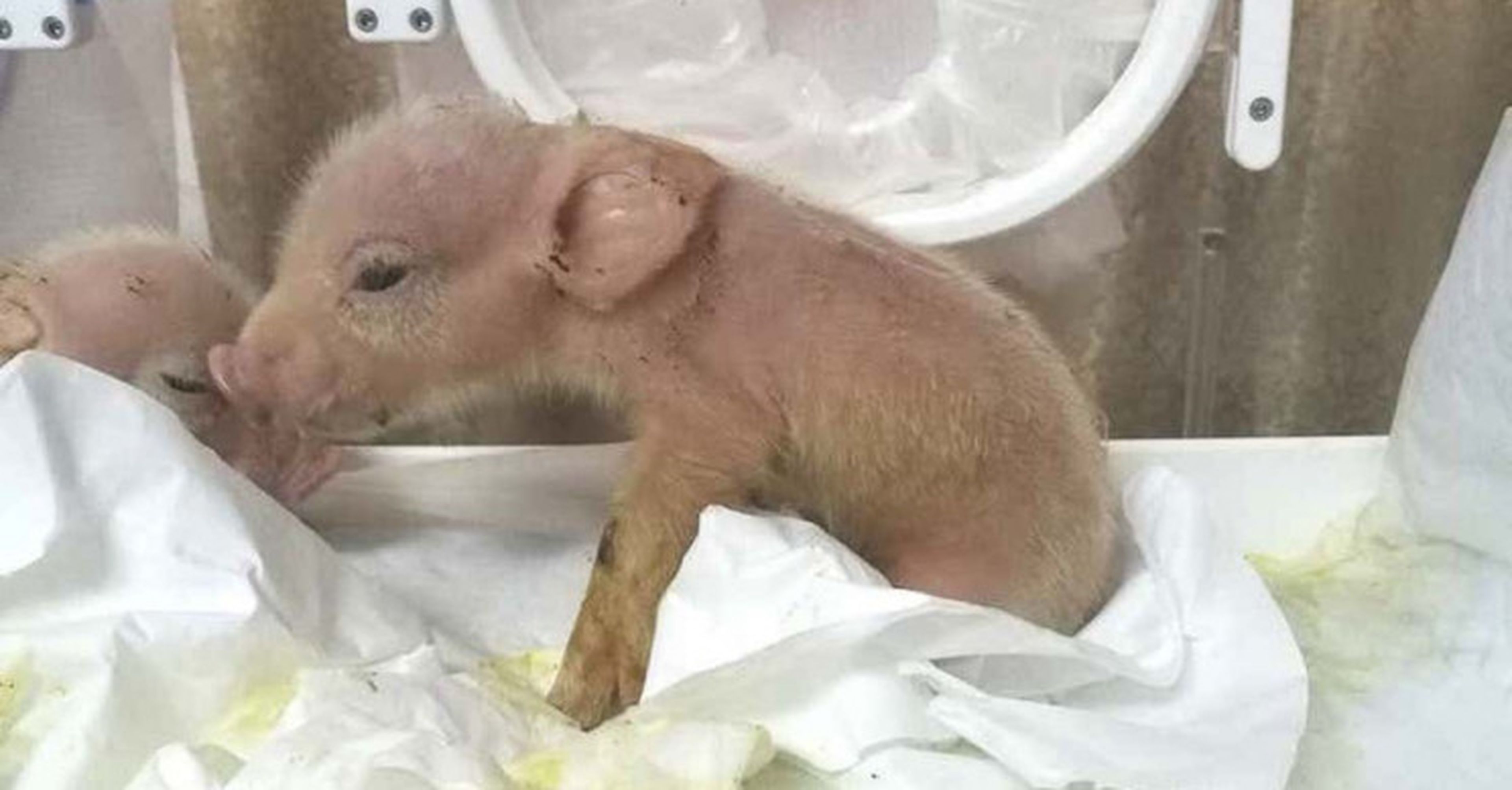 Ciéntificos chinos crean híbridos de cerdo y mono para transplantes de órganos a humanos