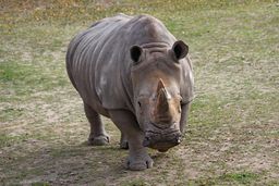 Fallece el último macho de rinoceronte blanco del Norte