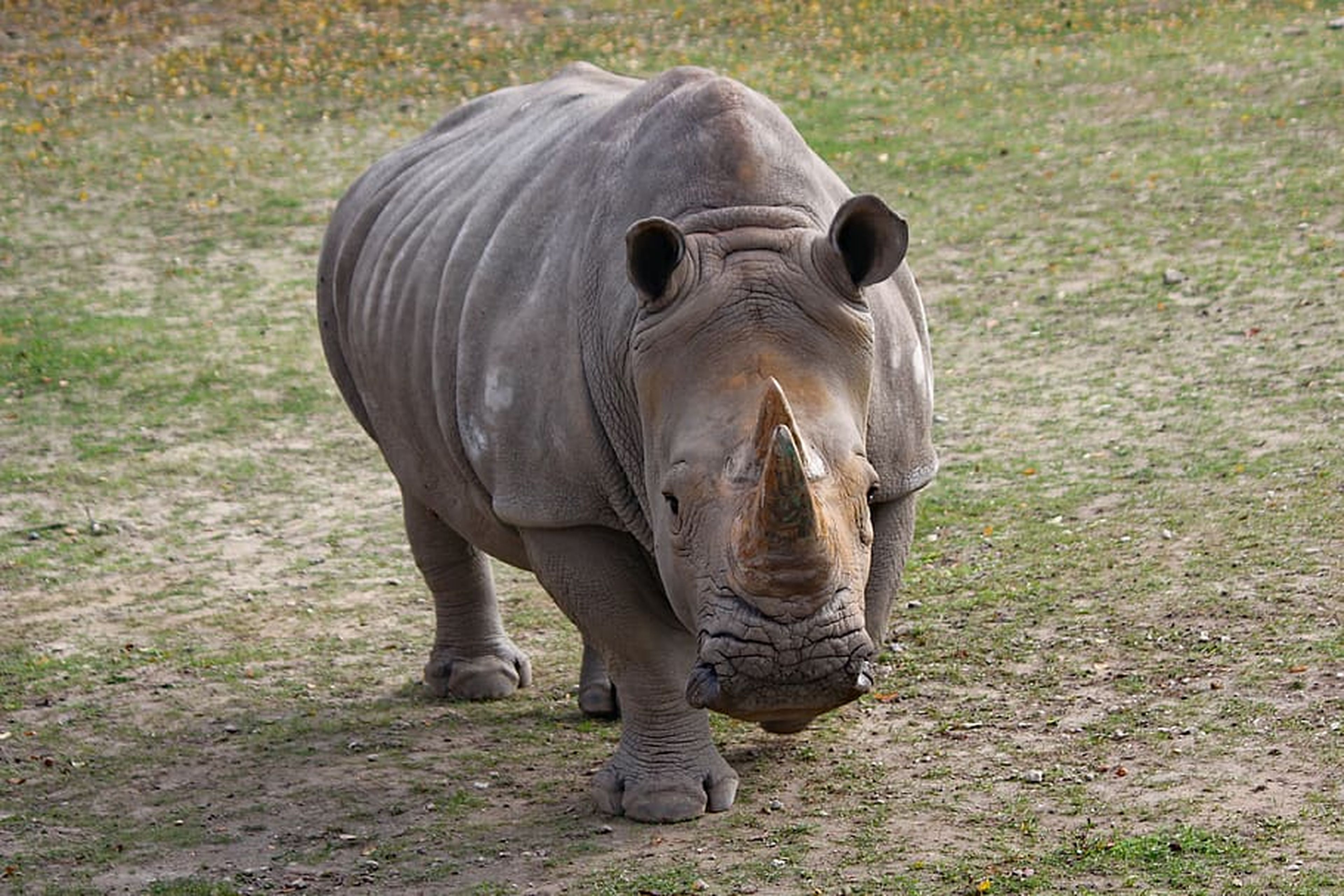 Un rinoceronte africano.