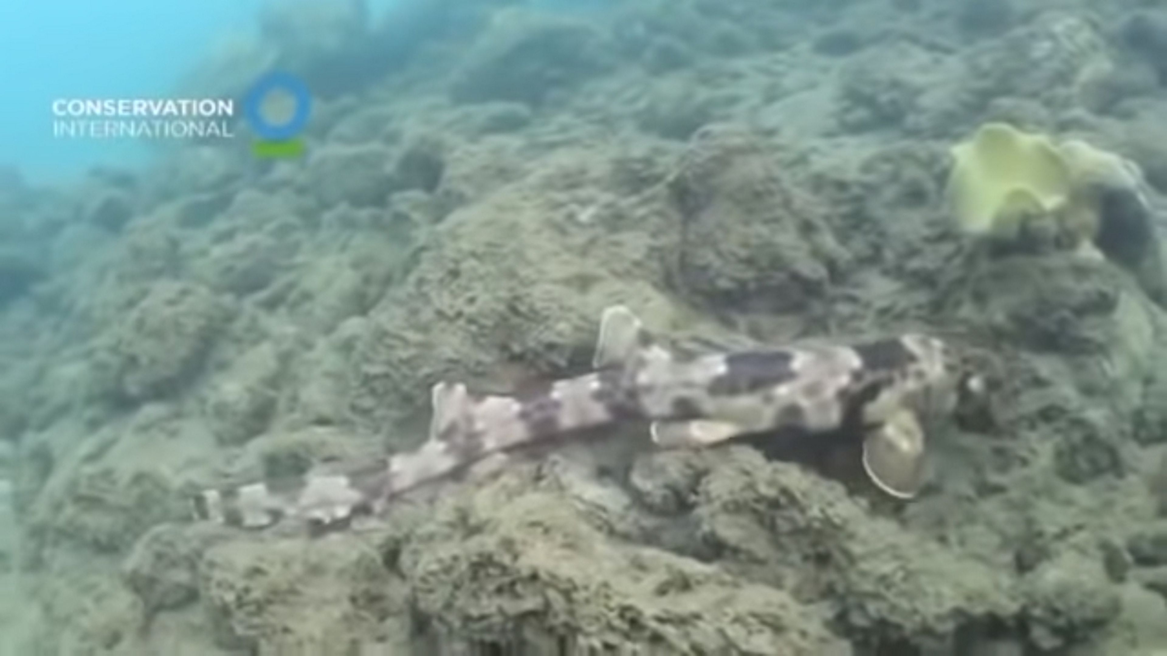 Nuevos tiburones que caminan por el fondo del mar descubiertos en Indonesia (vídeo)