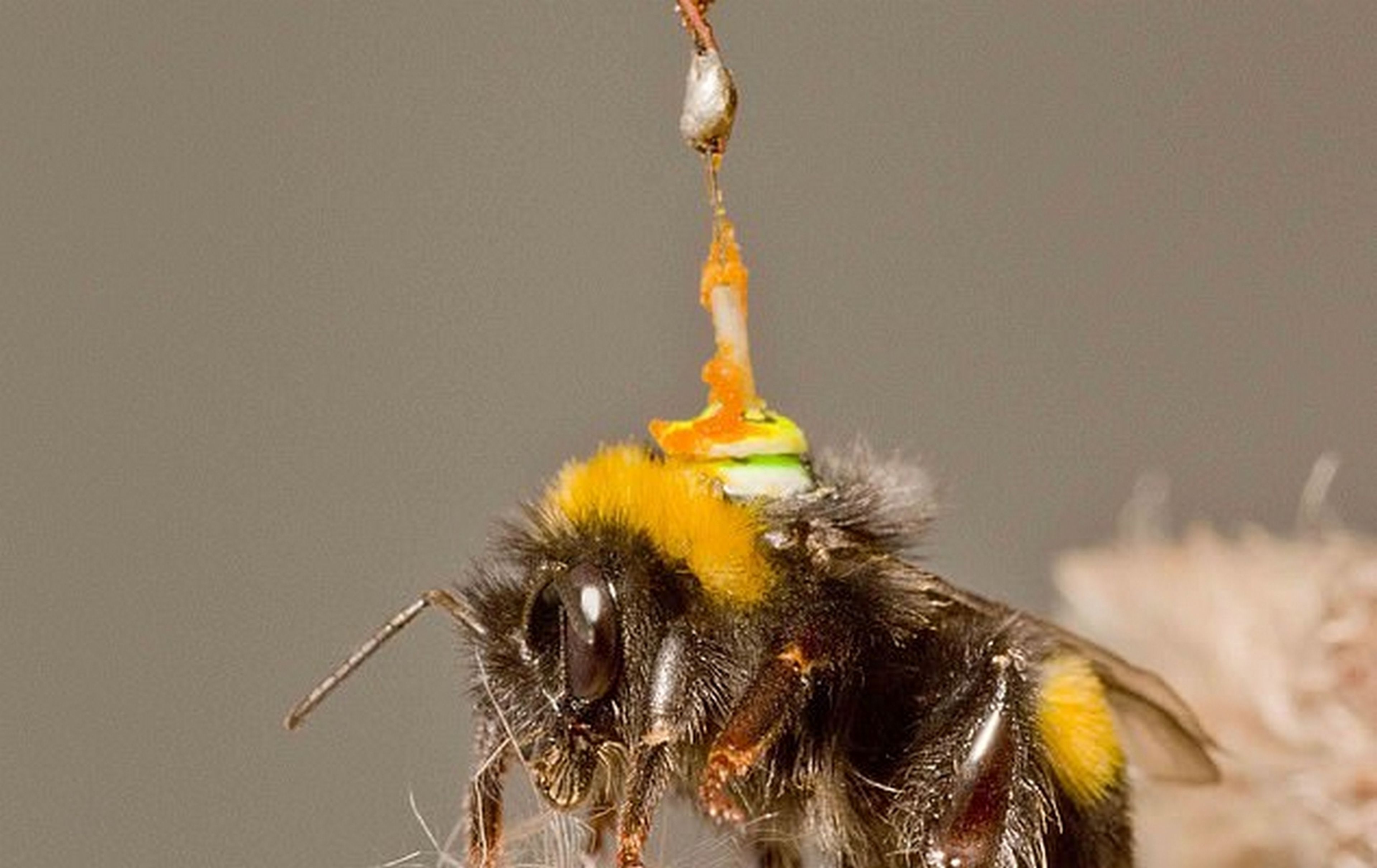 Esta abeja con antena es clave para mejorar los coches autónomos y los drones