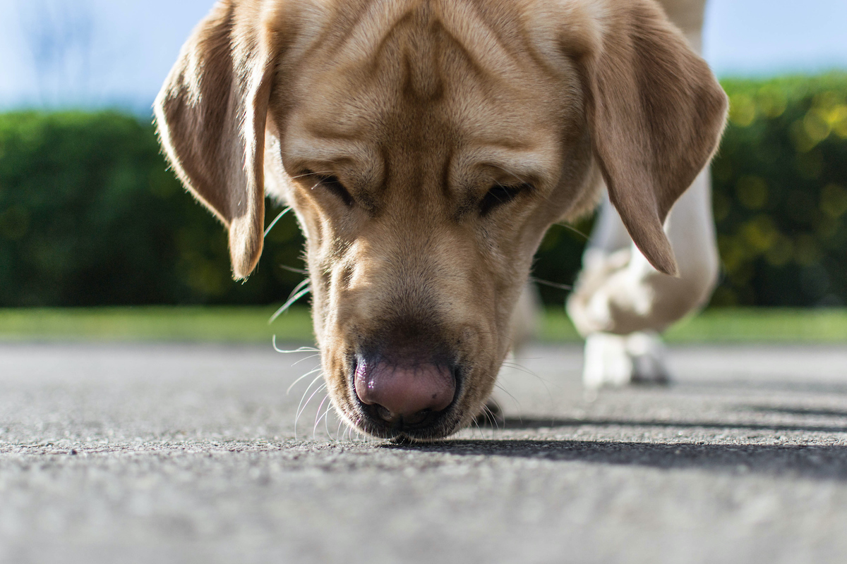 Por tu perro siempre la nariz mojada fría? | Life ComputerHoy.com