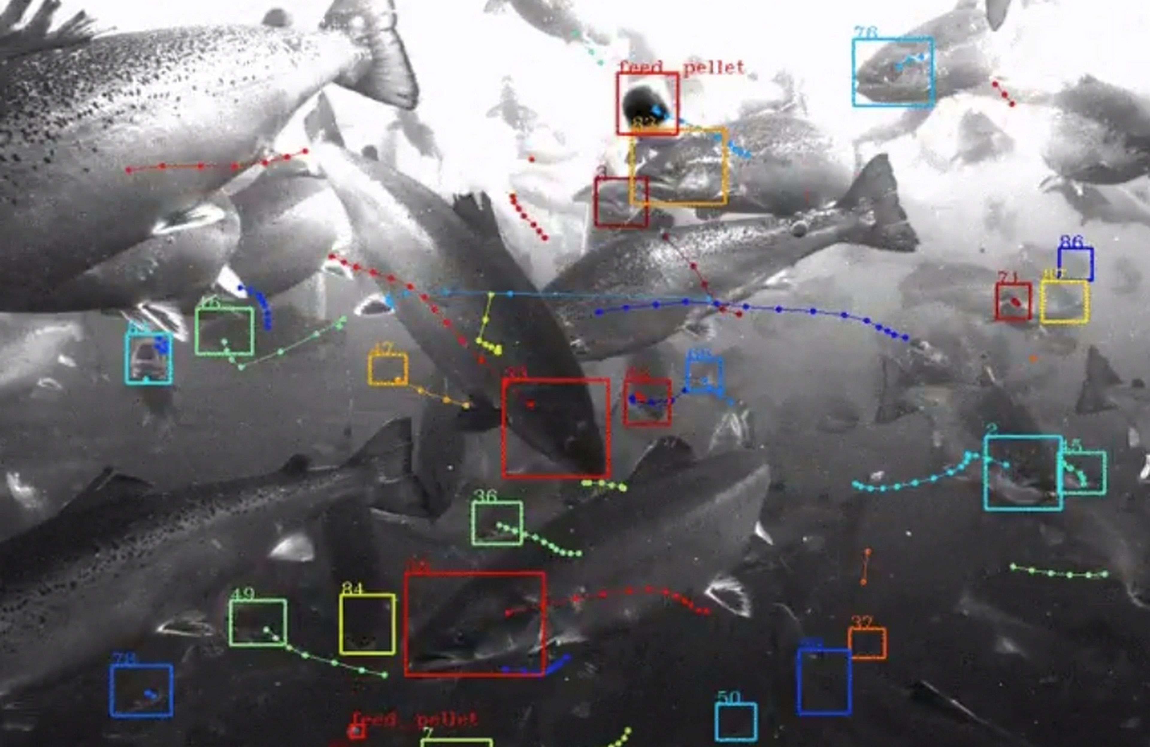 Google presenta Tidal, una inteligencia artificial con reconocimiento facial de peces para salvar los océanos