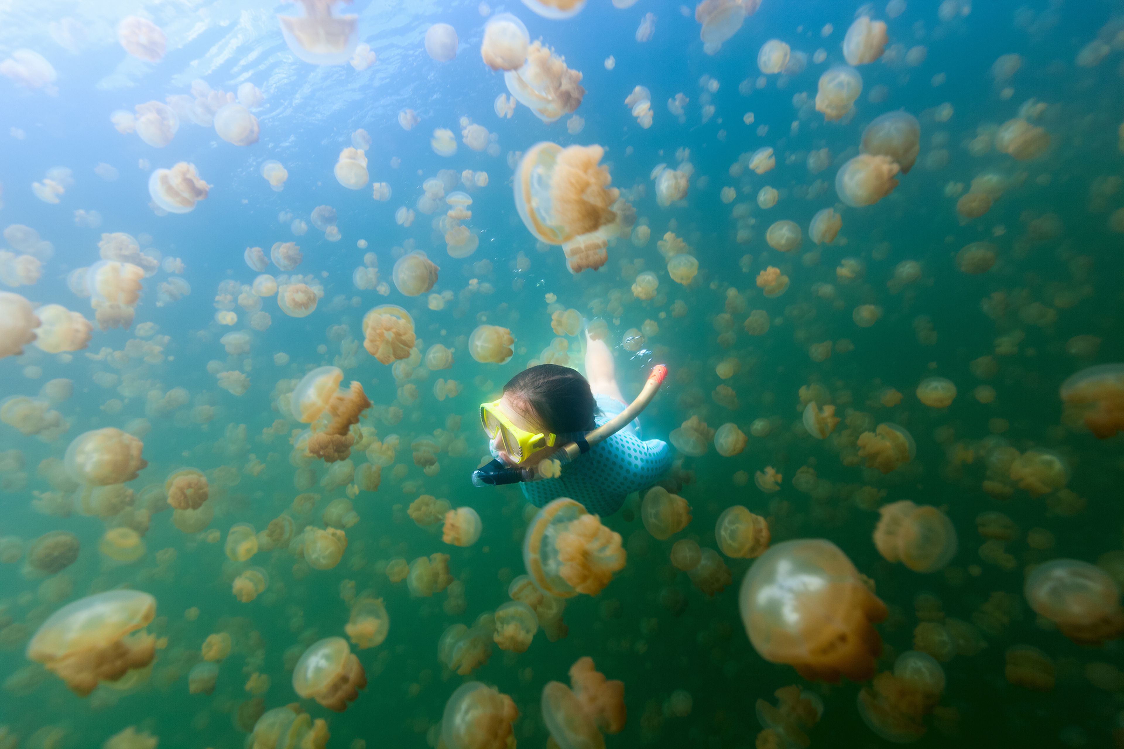 Lago de las medusas doradas