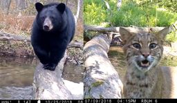 Pone una cámara en un tronco en un río y lo cruzan docenas de especies animales diferentes