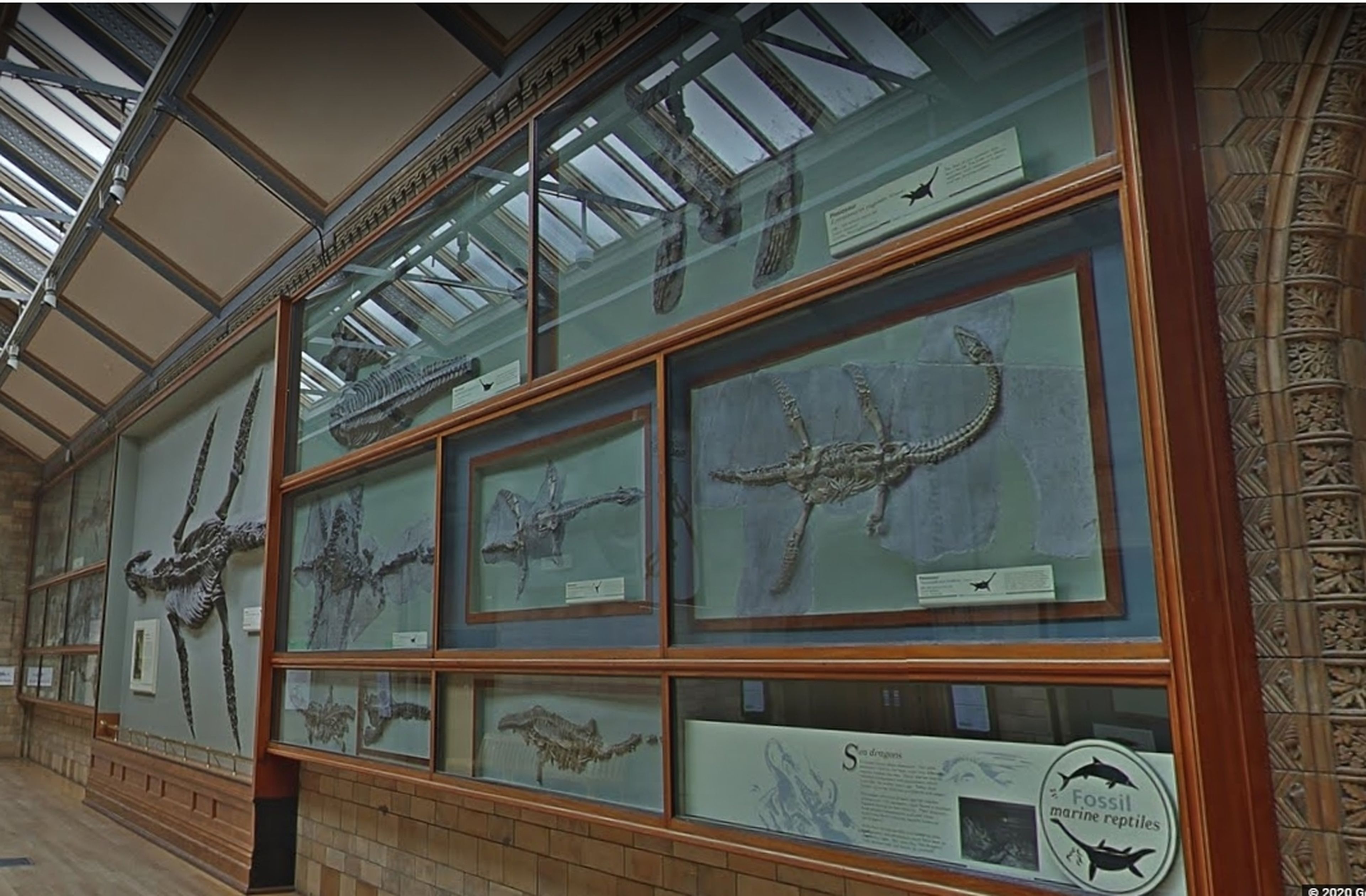 Fósiles en The Natural History Museum