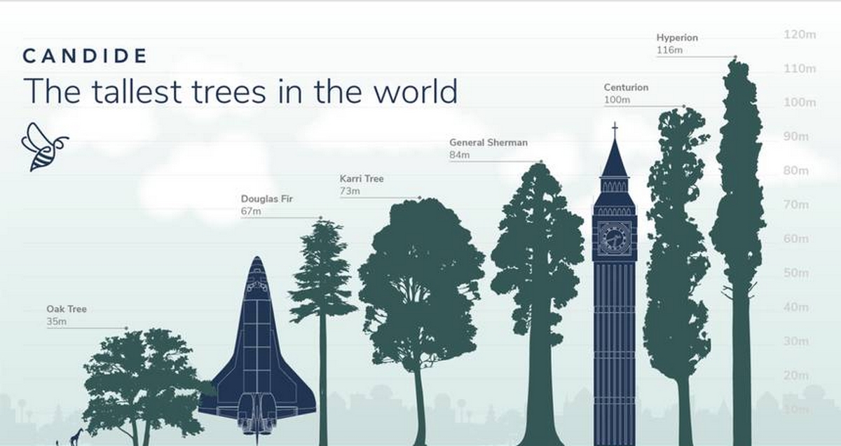 Details 48 cuáles son los árboles más altos del mundo