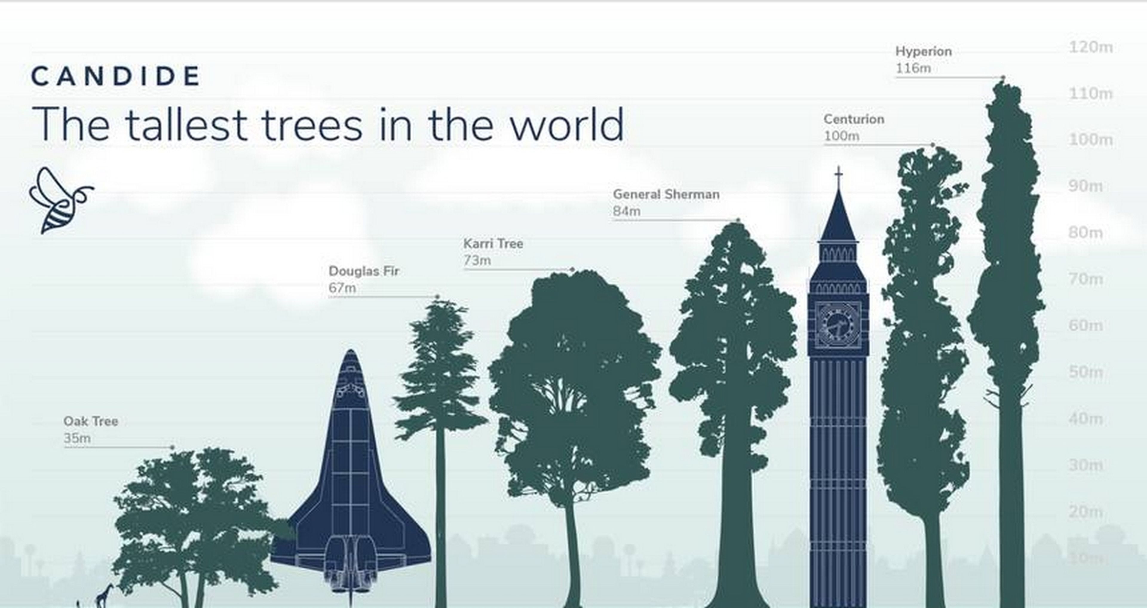 Hyperion, el árbol más alto del mundo cuya localización es un secreto |  Computer Hoy