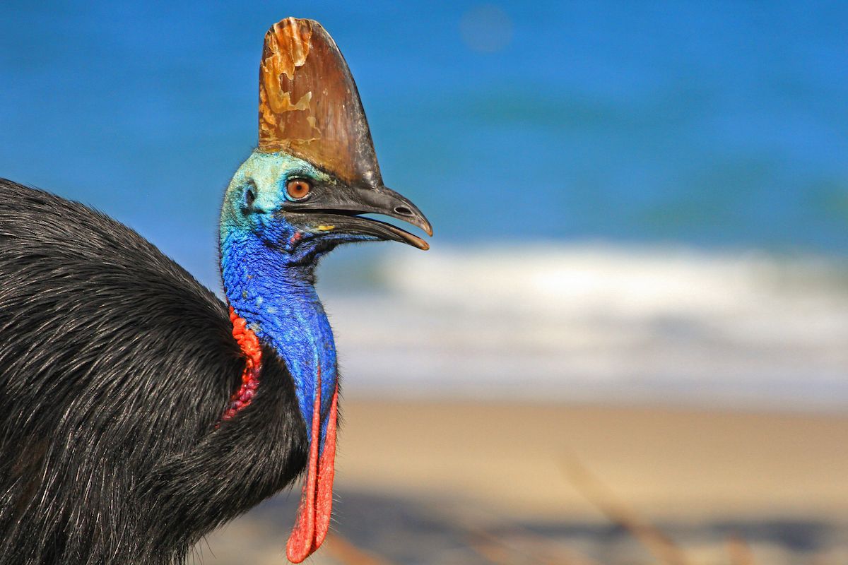 El ave más peligrosa del mundo tiene unas garras letales