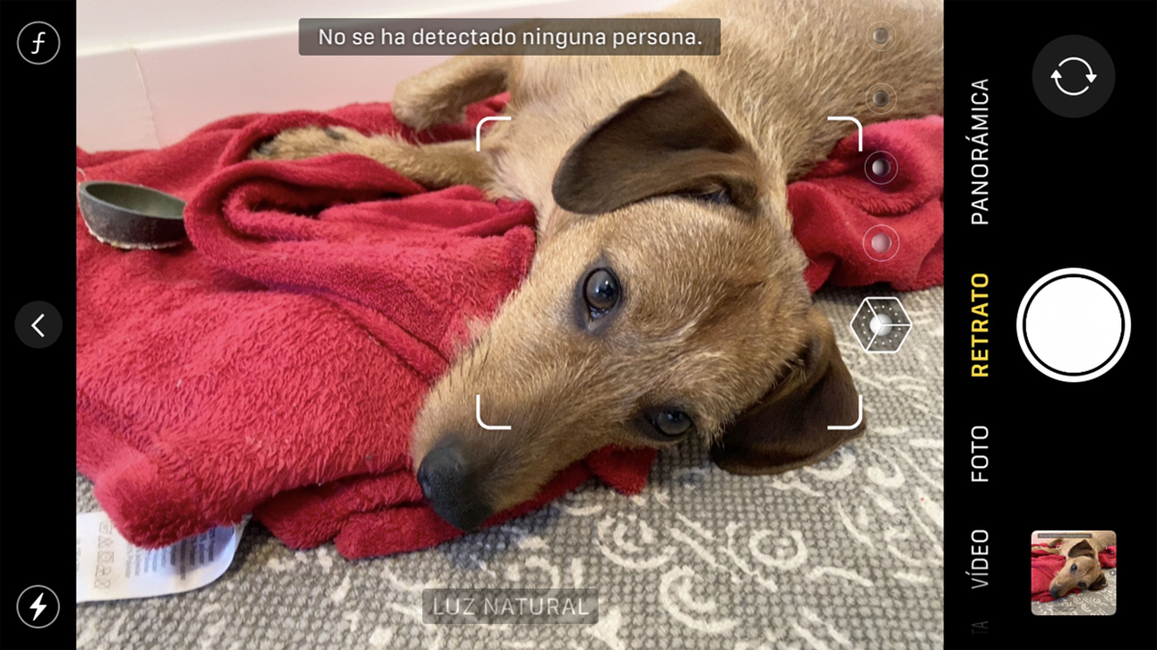 Intento de Modo Retrato con un perro en el iPhone nuevo