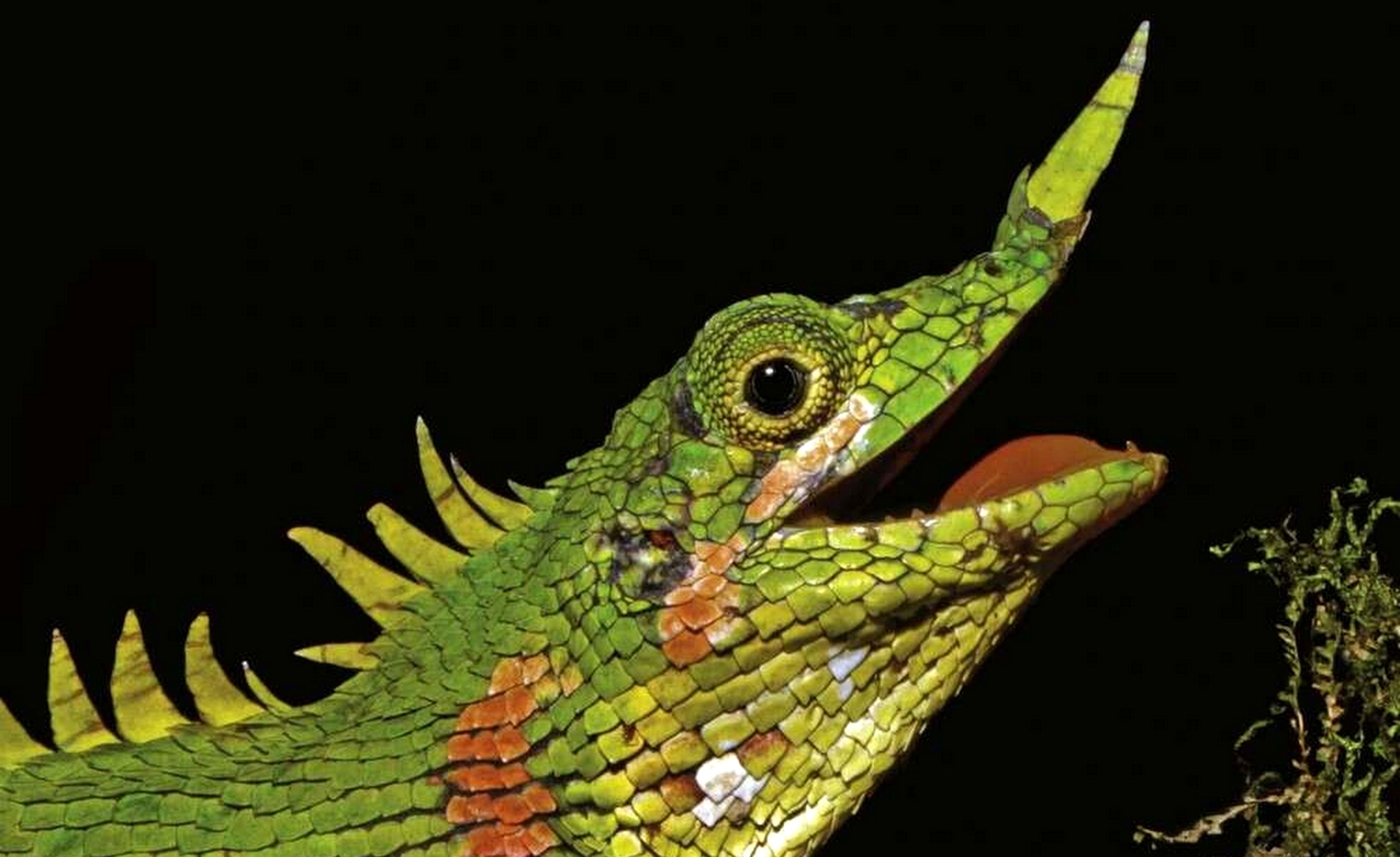 Encuentran un lagarto cornudo que no se había visto desde hace 129 años