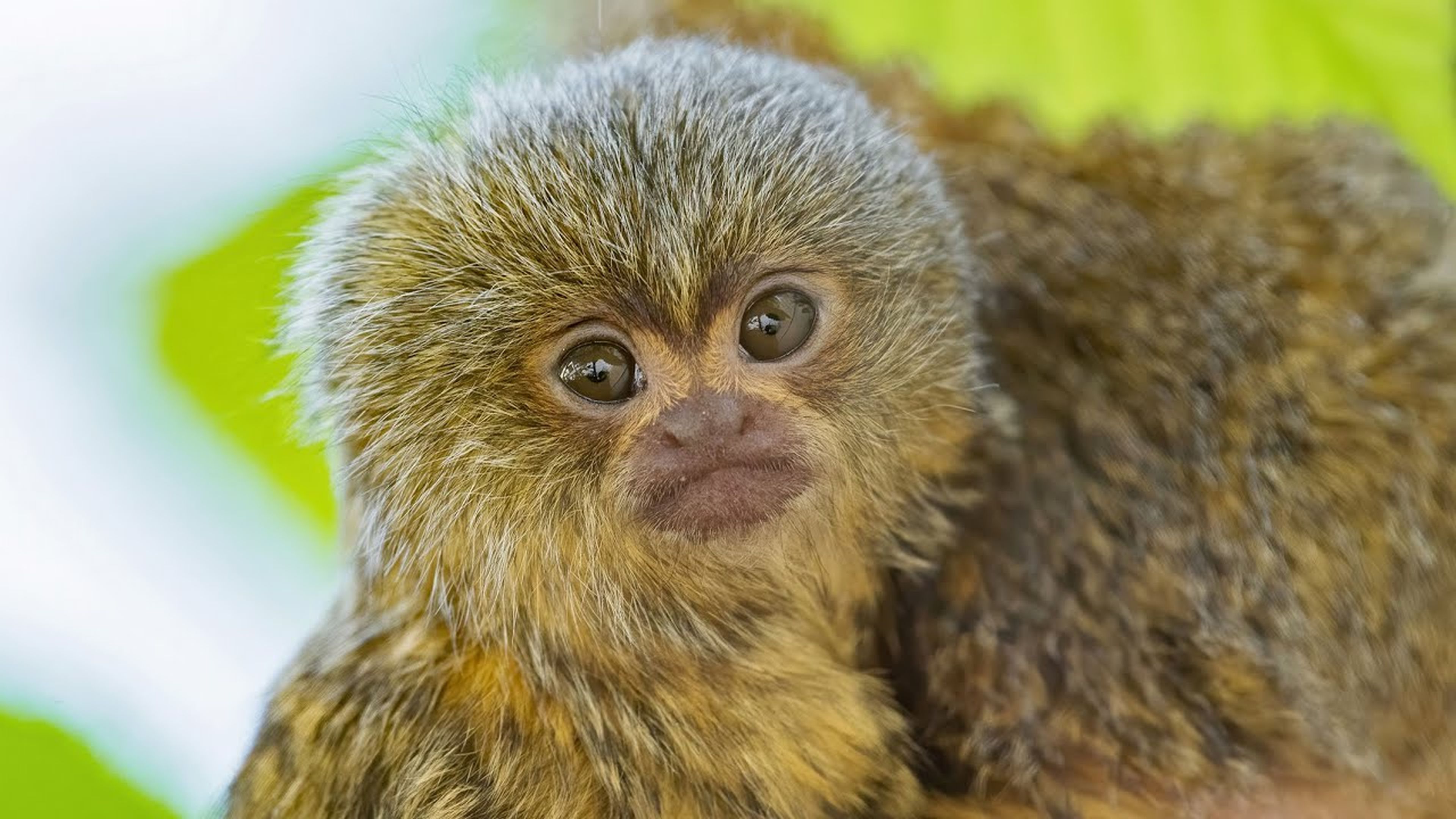 Un bebé del primate más pequeño del nace en el zoo de Viena | Computer Hoy