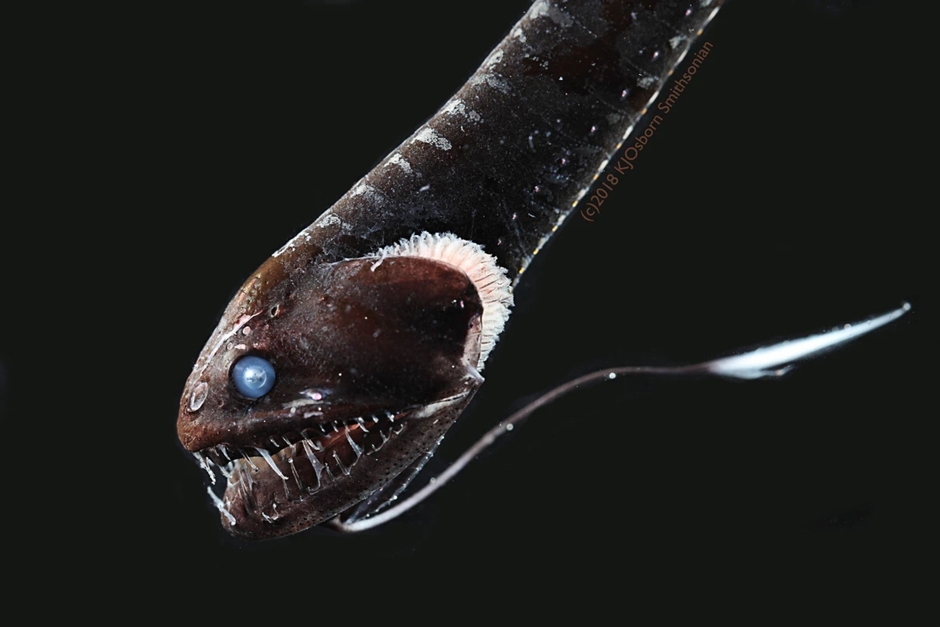 Dragón negro del Pacífico, pez ultra negro