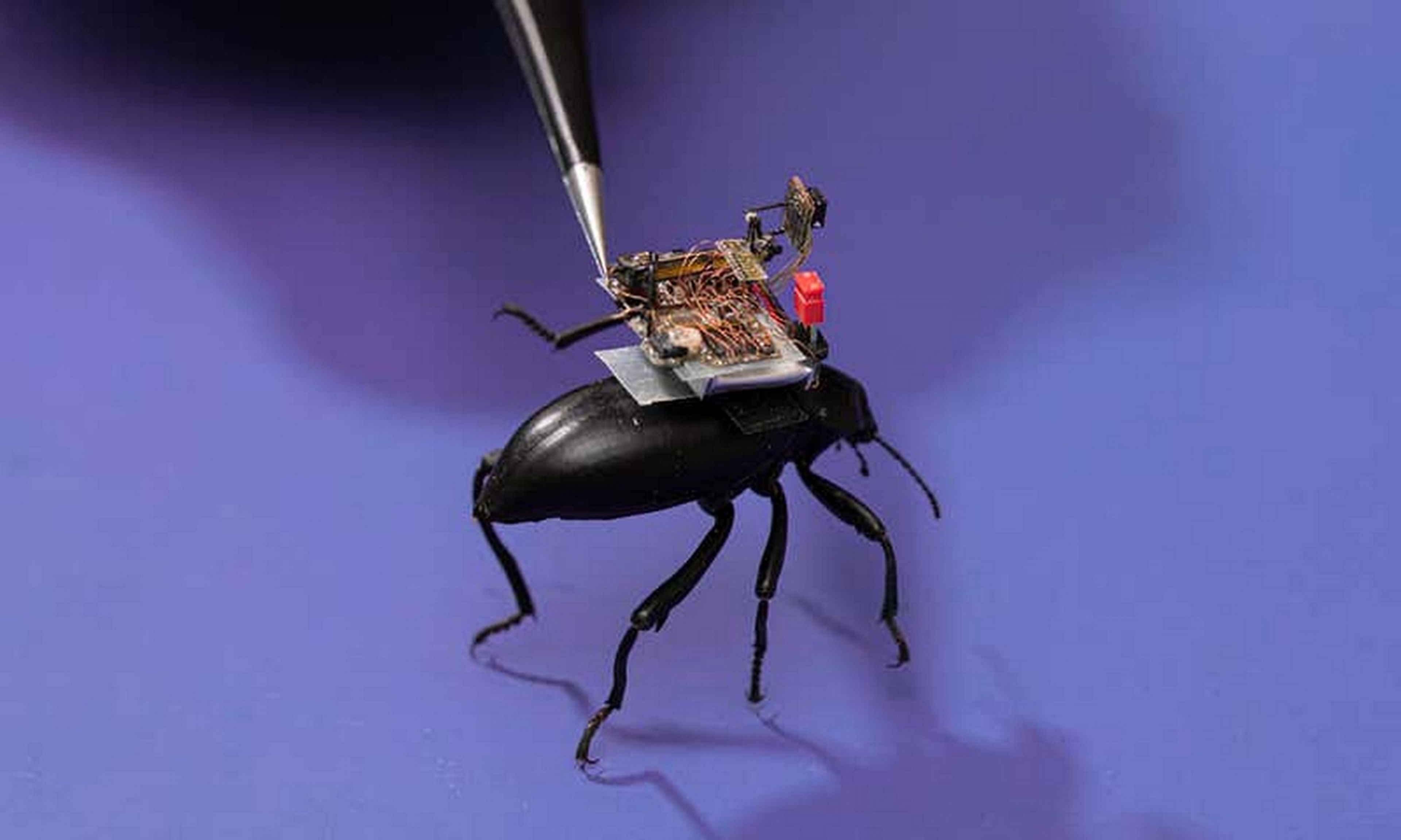Estas cucarachas llevan una cámara en su espalda que envía streaming a un móvil