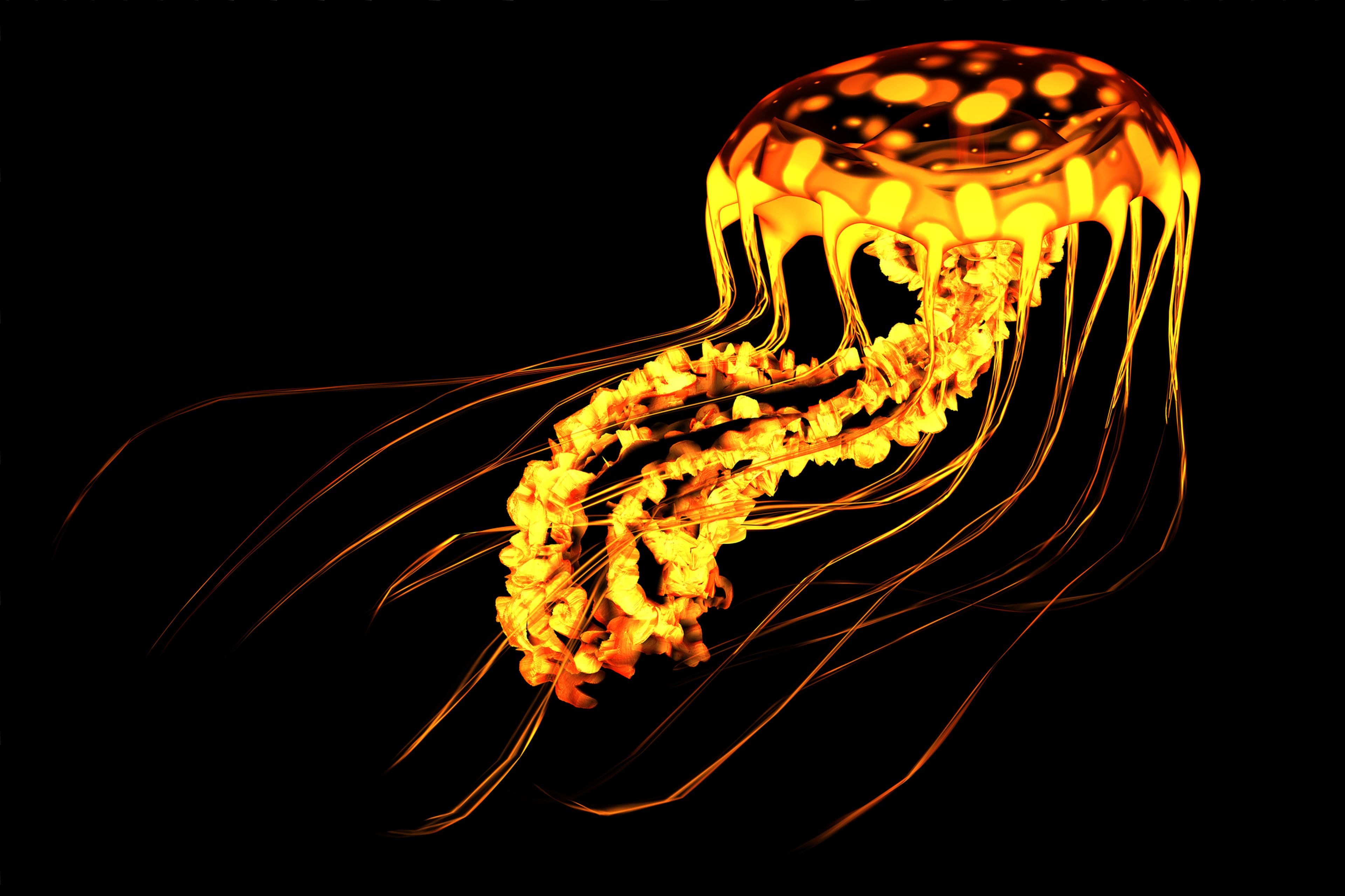Medusa bioluminiscente