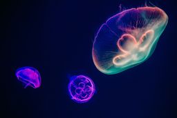 Medusas bioluminiscentes