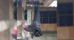 El enorme murciélago que se ha hecho viral tiene una envergadura de 1,70 metros