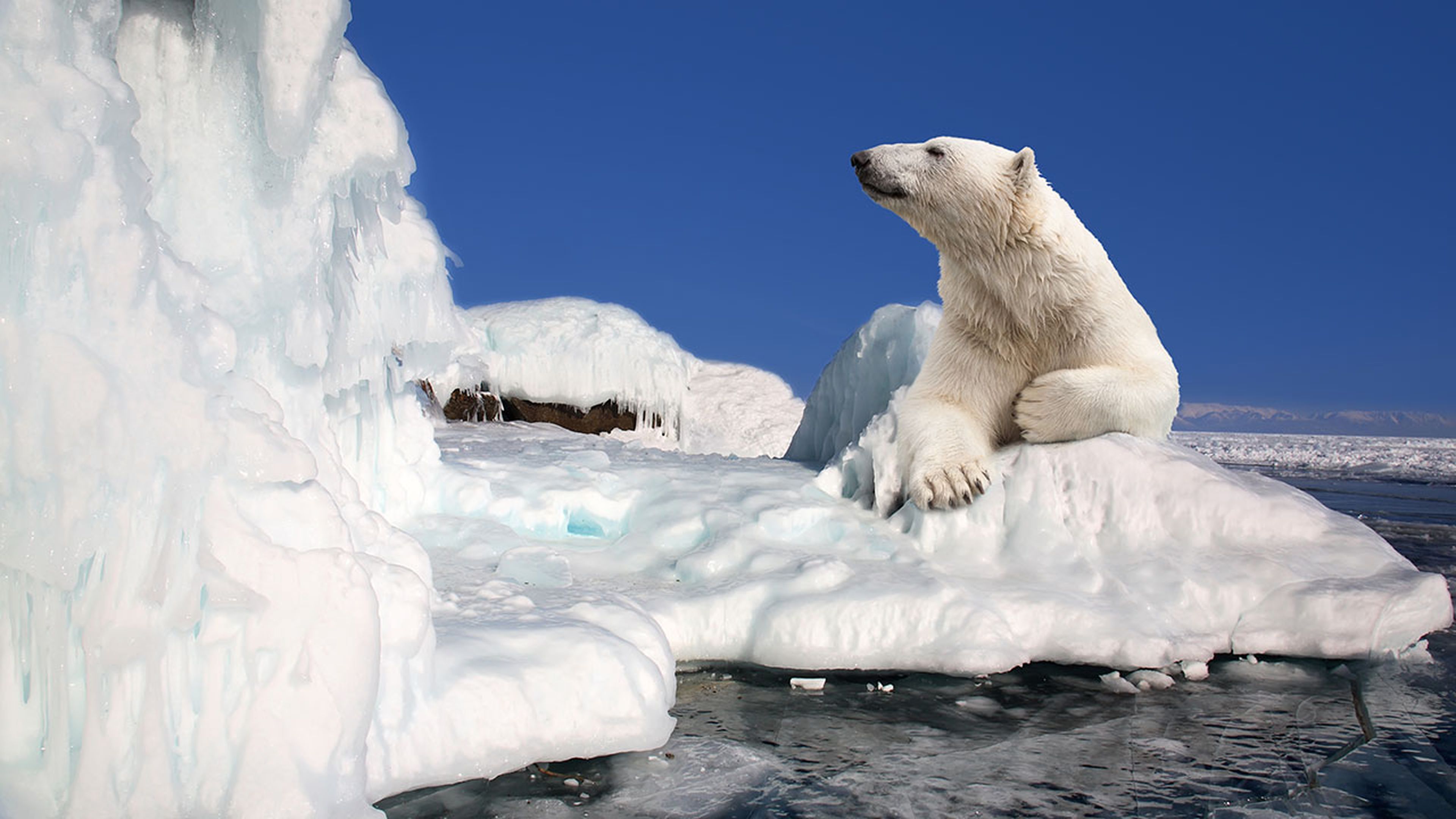 Los osos polares podrían extinguirse antes de que acabe este siglo debido al  cambio climático