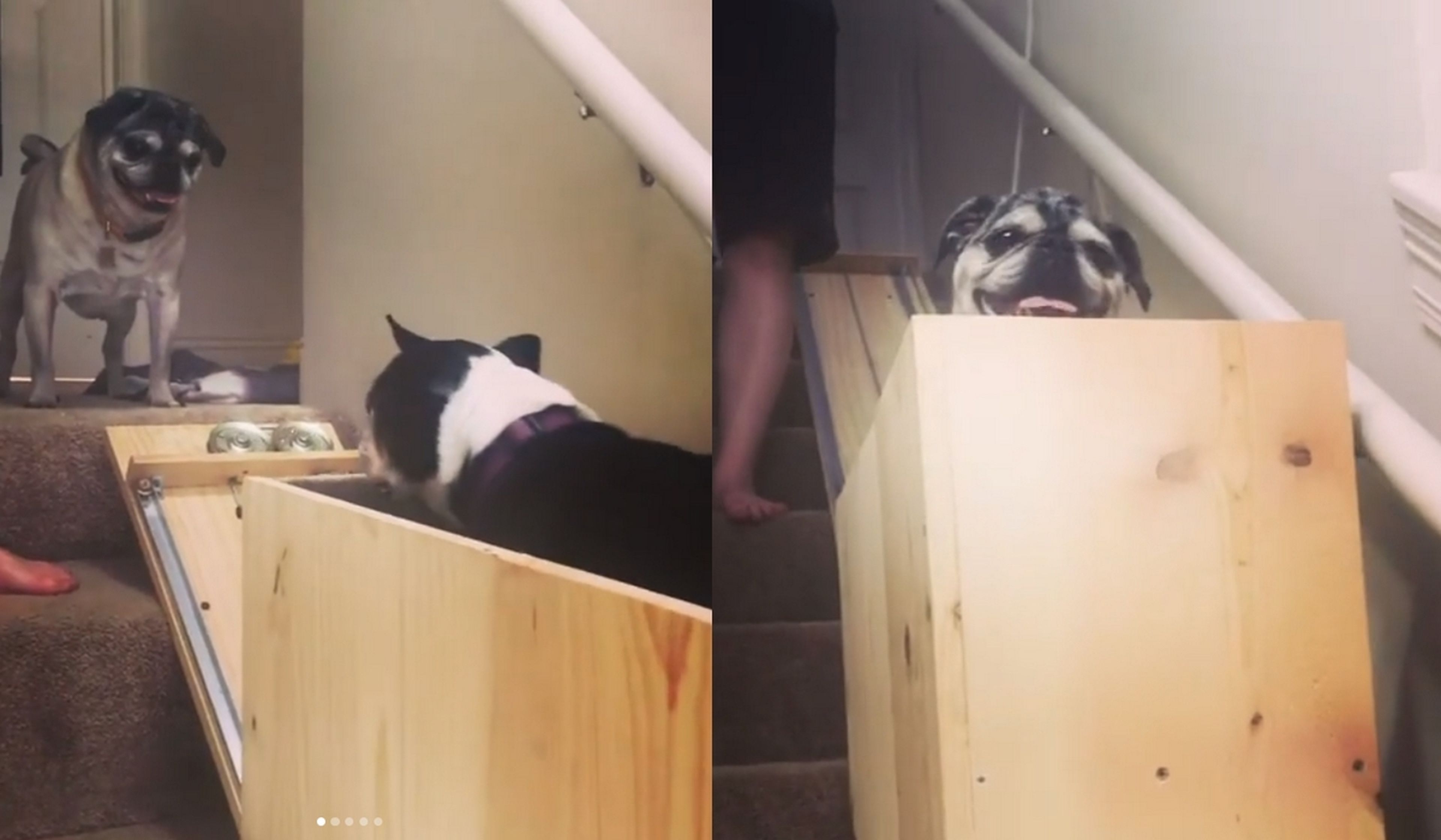 Sus perros ancianos ya no pueden subir escaleras, pero ha encontrado la solución: un ascensor de madera