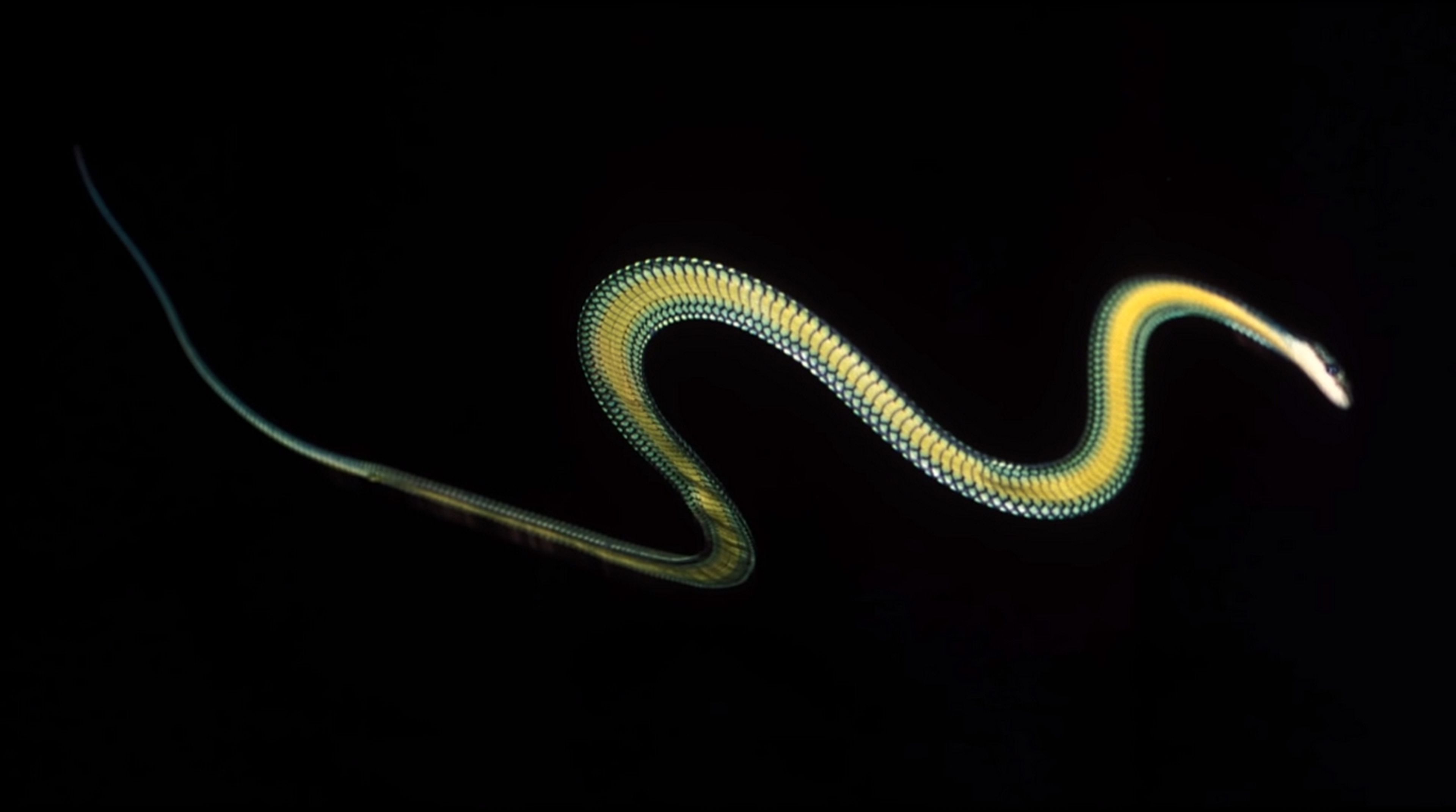 Las serpientes voladoras existen, los científicos han descubierto cómo lo hacen