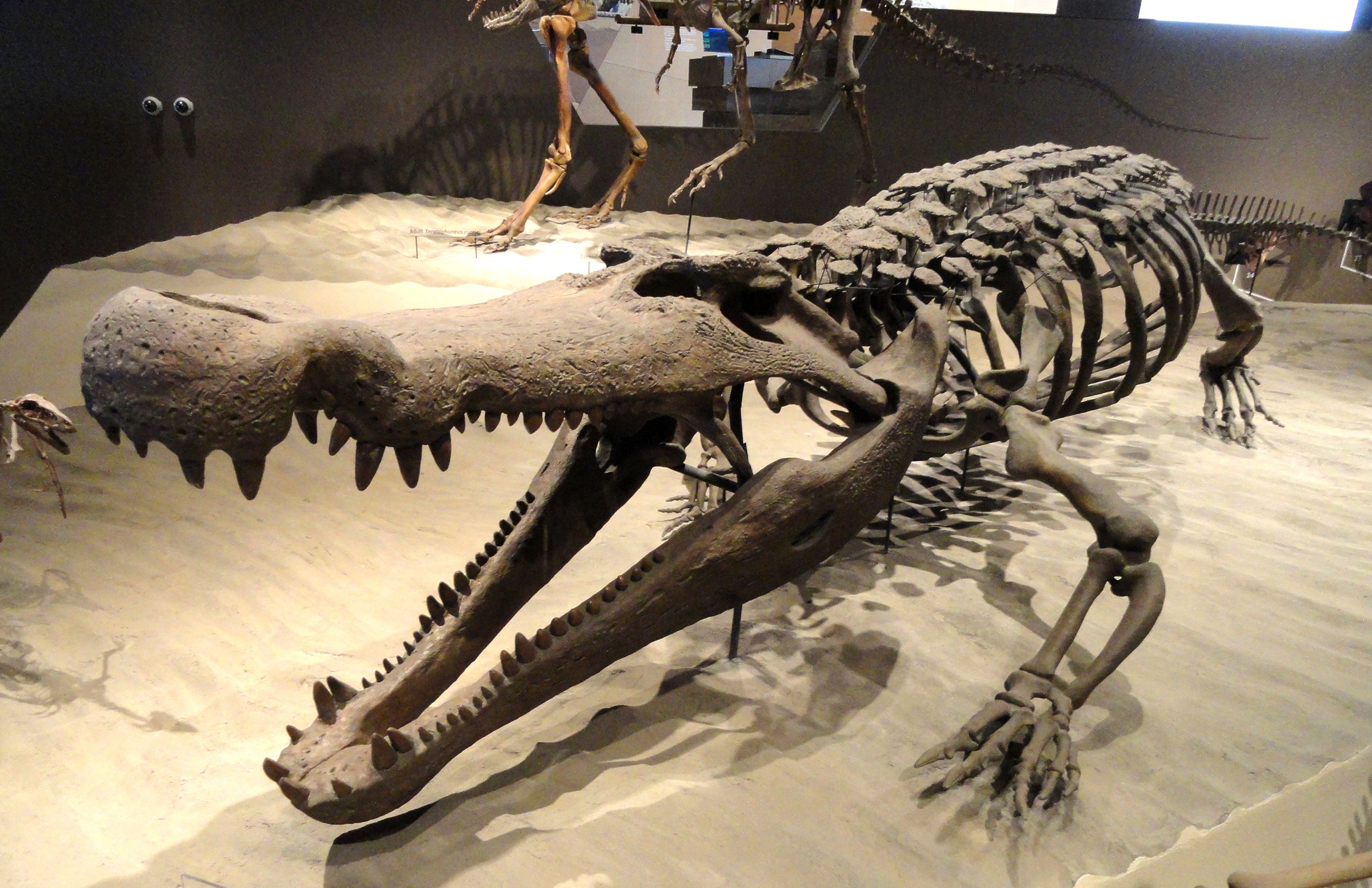 Este cocodrilo con dientes del tamaño de plátanos era capaz de cazar  dinosaurios | Computer Hoy
