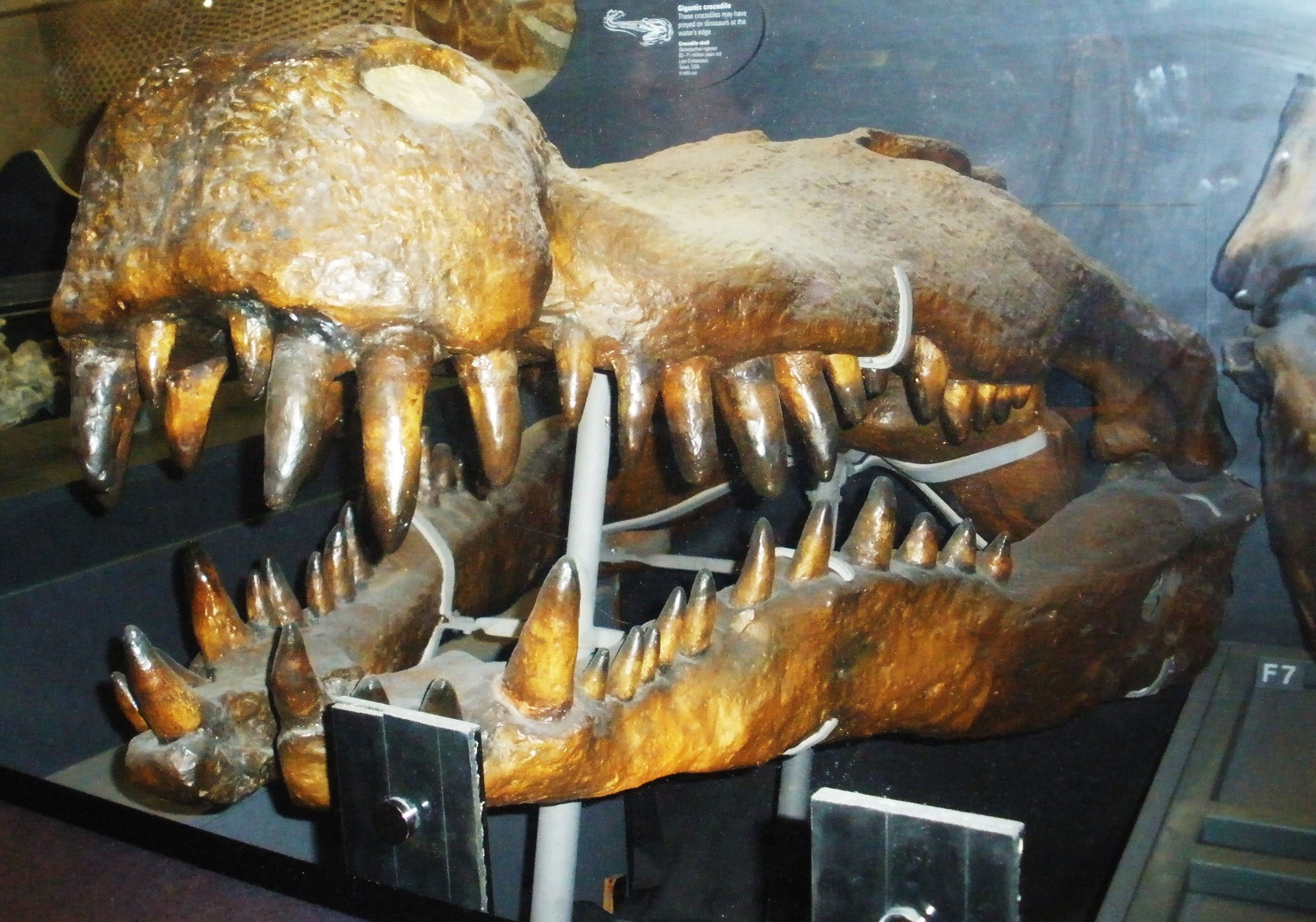 Este cocodrilo con dientes del tamaño de plátanos era capaz de cazar  dinosaurios | Computer Hoy