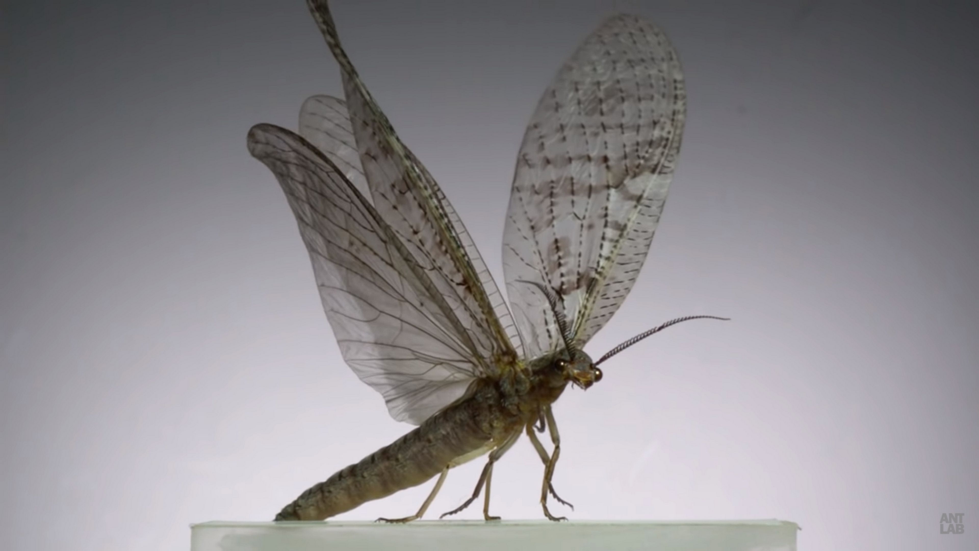 Este vídeo de insectos volando a 3.200 fps con cámara super lenta es lo más impresionante que verás hoy