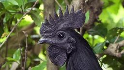 Ayam Cemani, la gallina completamente negra, incluyendo cresta, pico, y carne