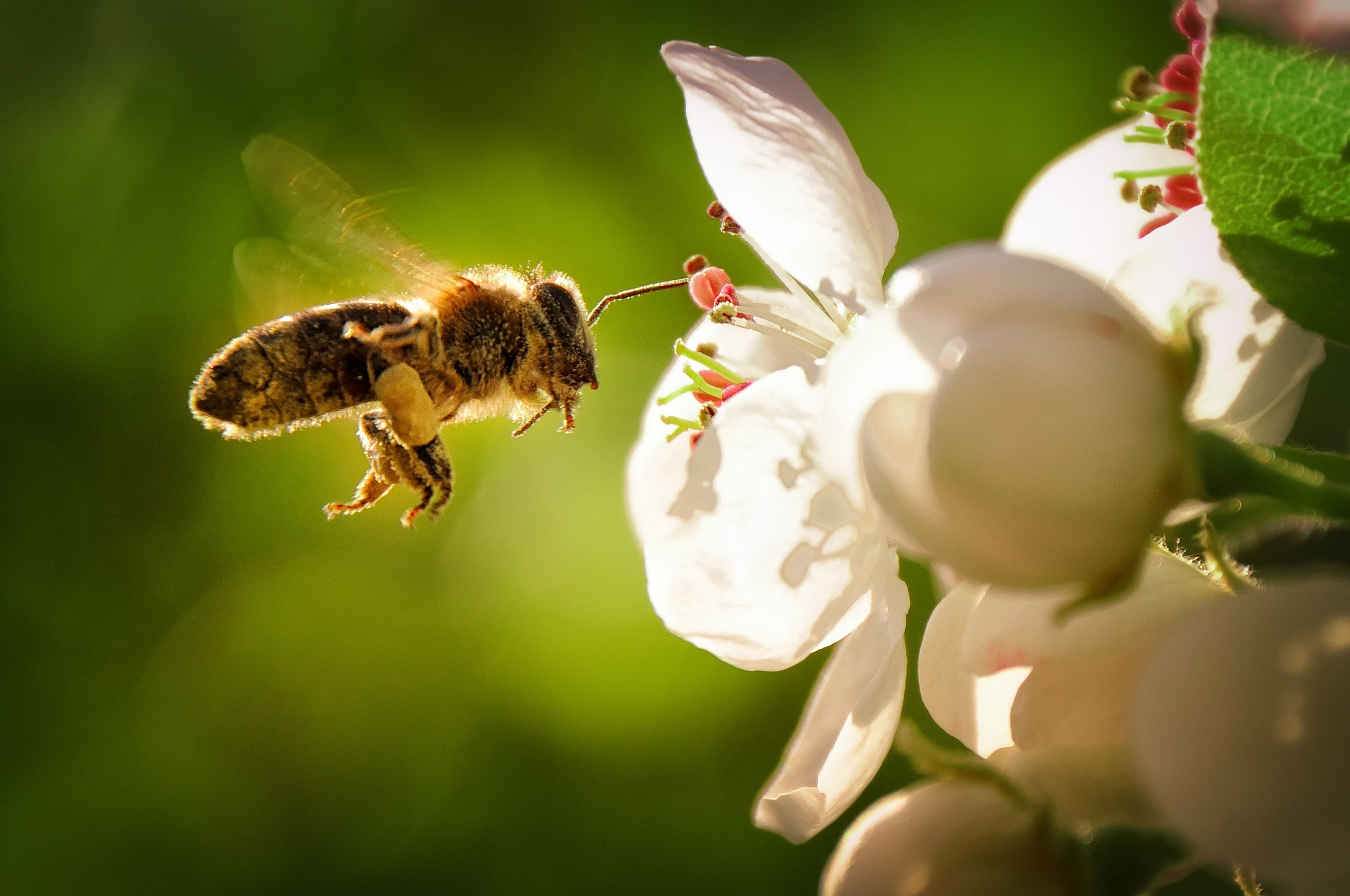 Una mólecula del veneno de la abeja destruye el cáncer de mama