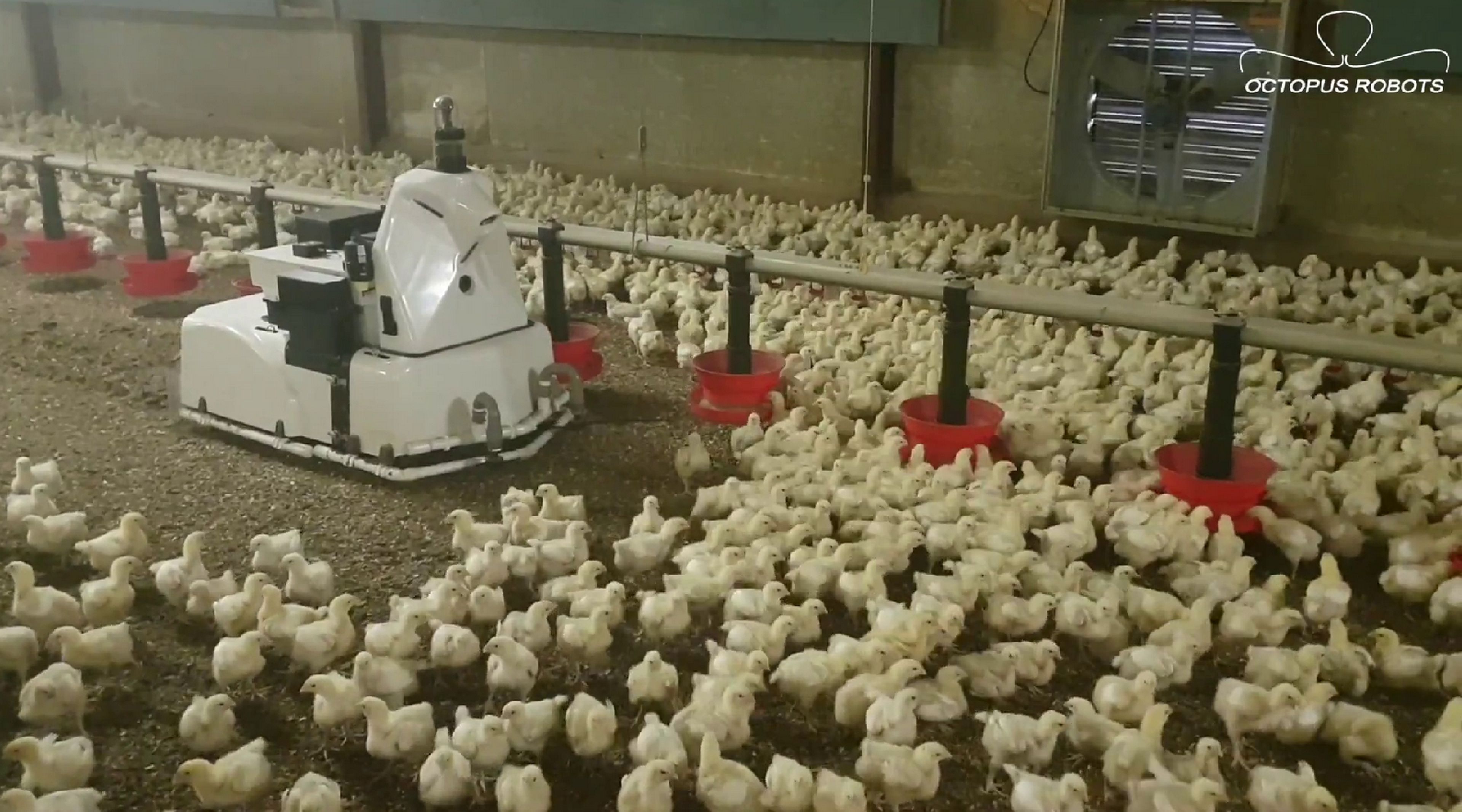 Octopus, el robot autónomo que limpia las granjas de pollos