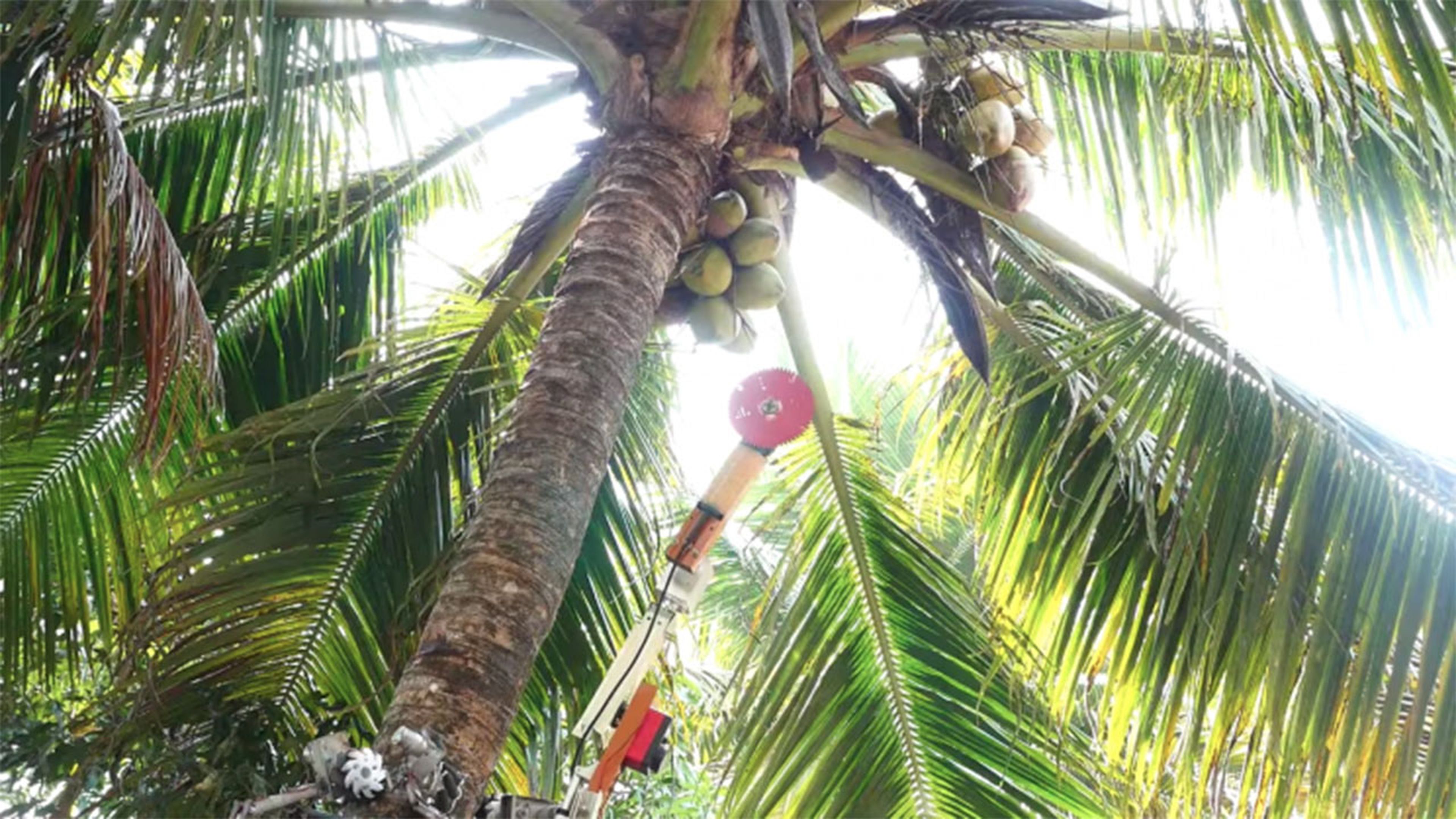 Robot recolector de cocos