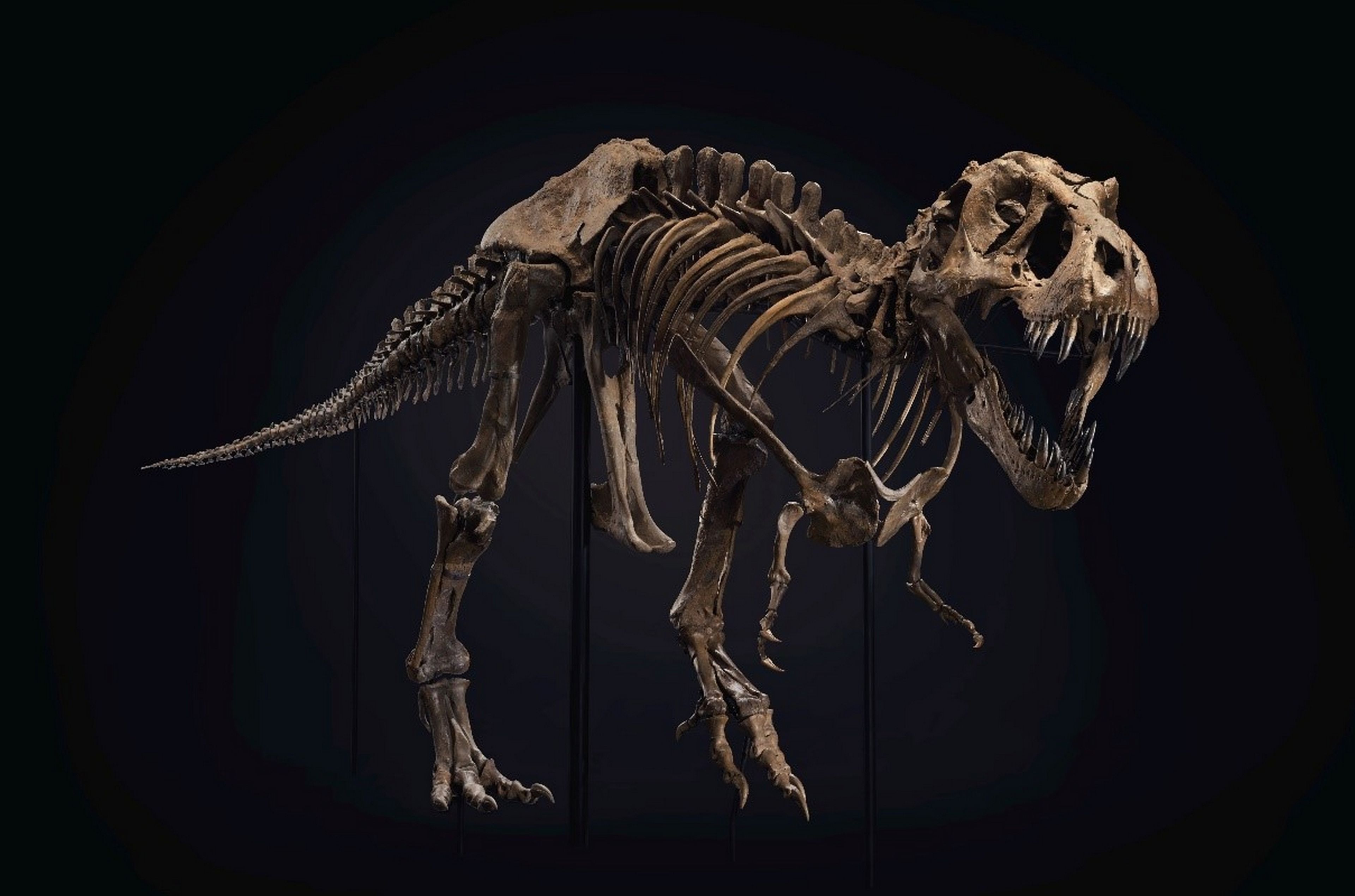 Se subasta un esqueleto completo de T-Rex, y esperan venderlo por más de 8 millones de euros
