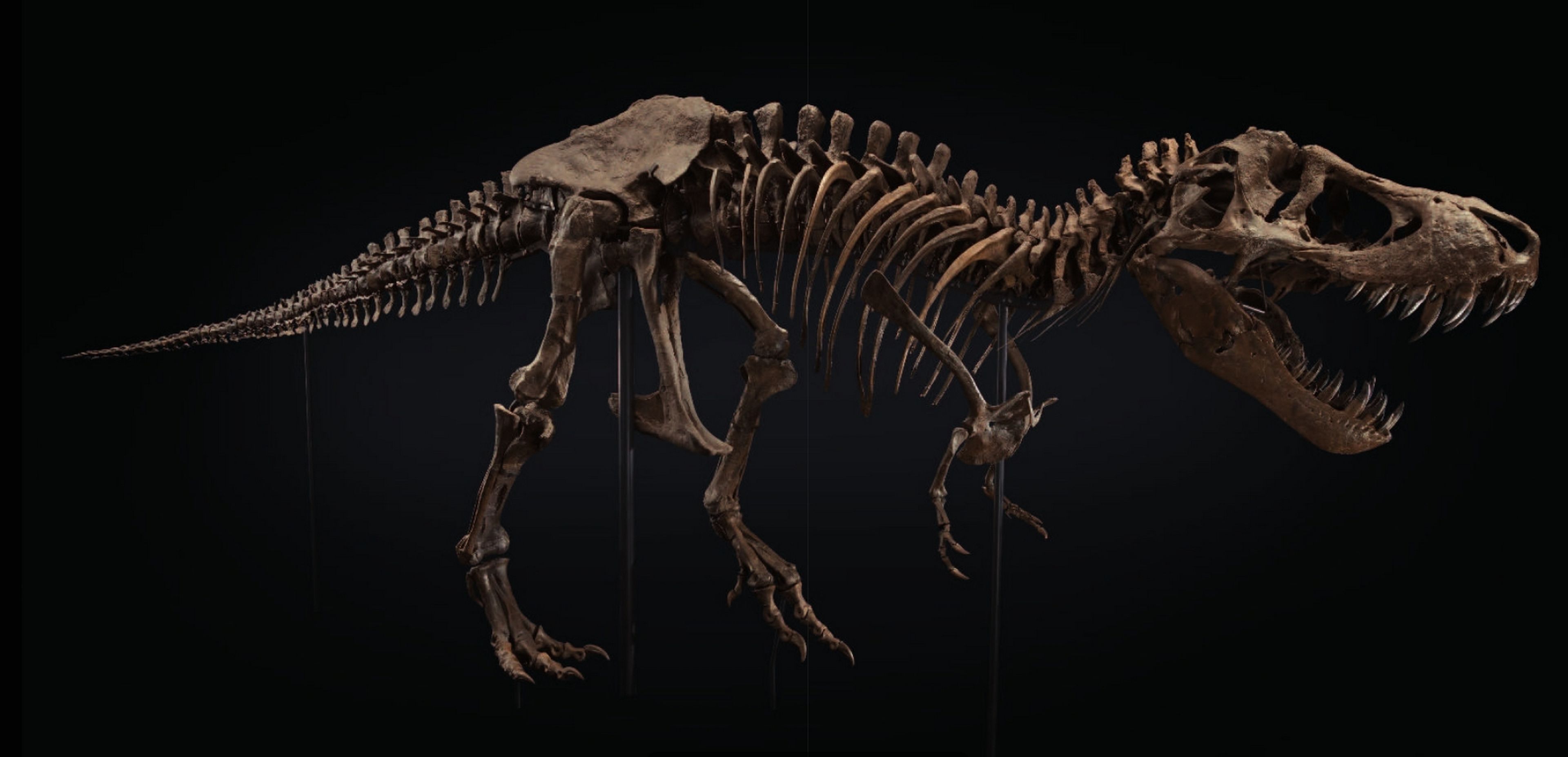 Stan, el Tiranosaurio Rex más famoso del mundo, vendido por un precio  récord | Computer Hoy