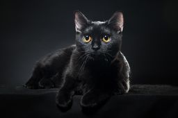 El gato de Schrödinger, mucho más que una simple paradoja