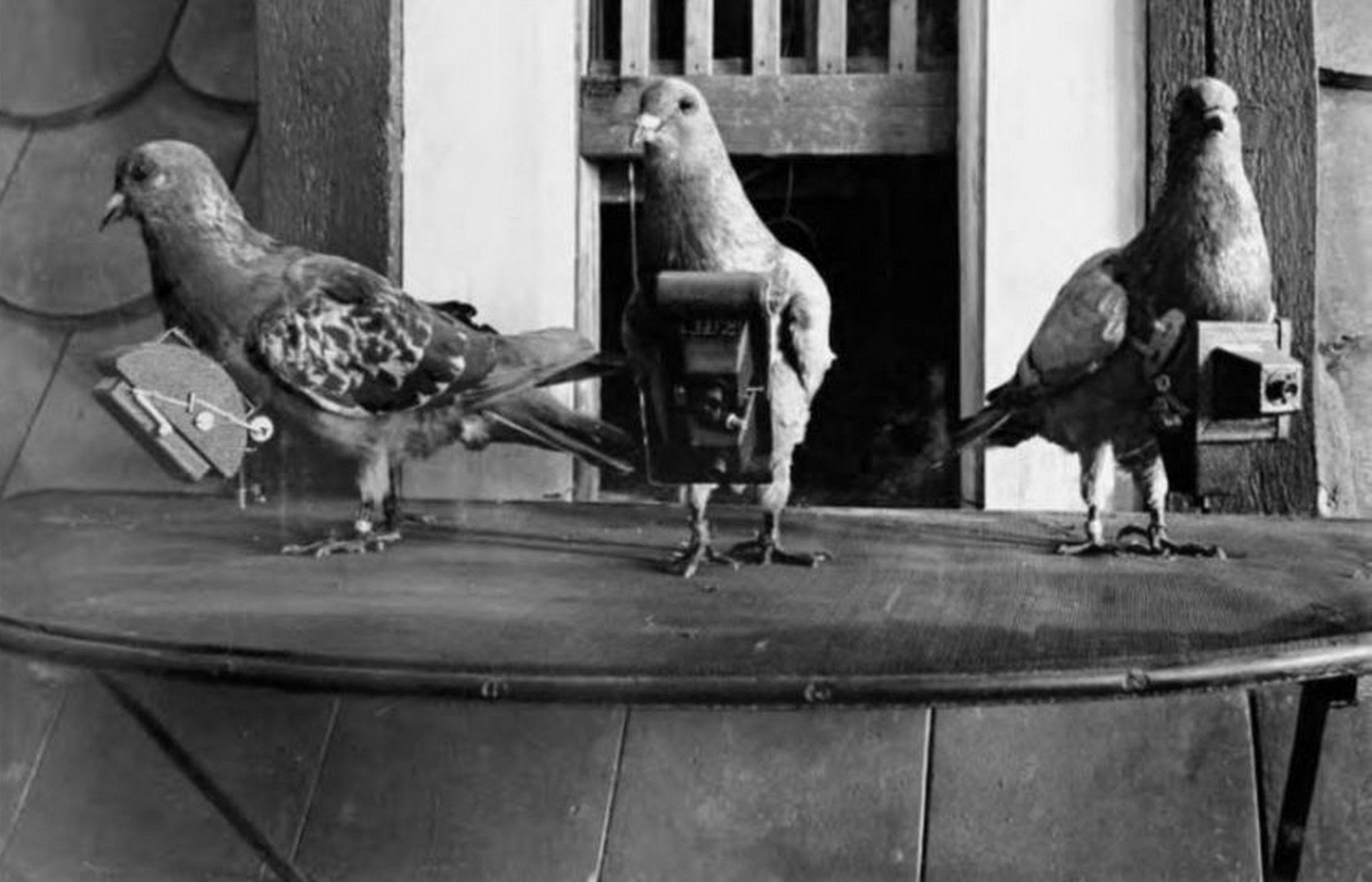 Un siglo antes que los drones, las palomas eran las encargadas de hacer fotos aéreas