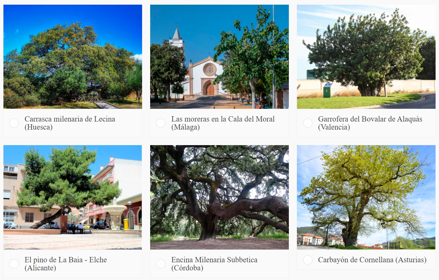 Los doce árboles españoles candidatos al Árbol Europeo del Año son  espectaculares | Computer Hoy