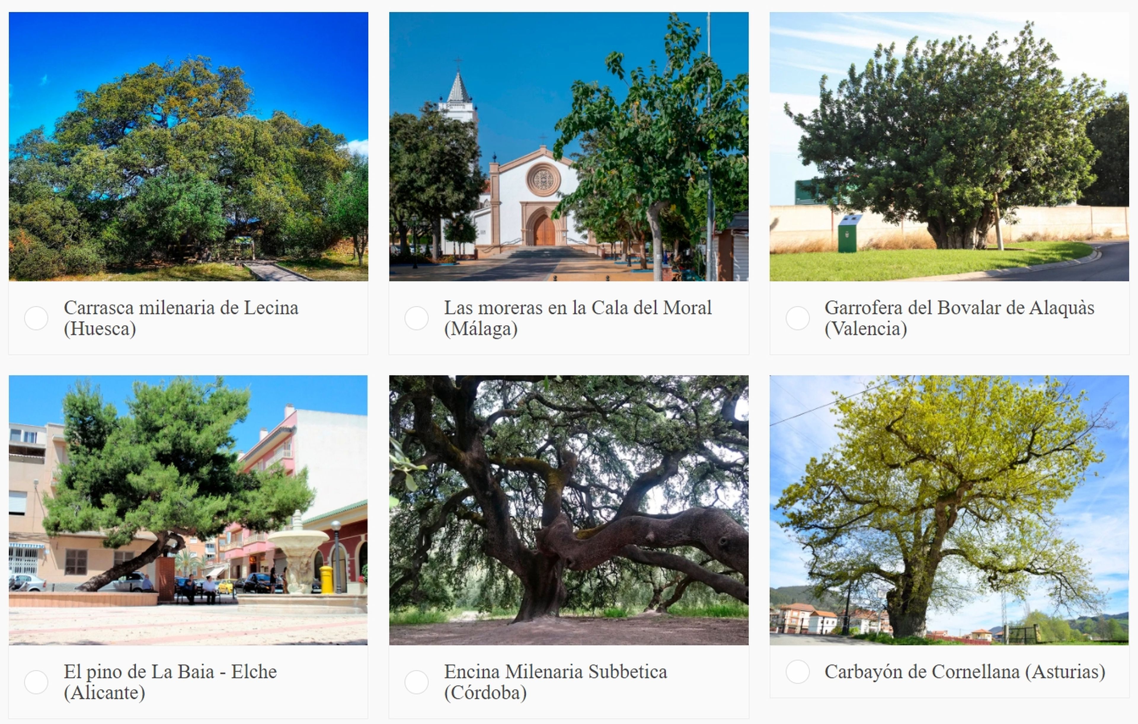 Los diez árboles españoles candidatos al Árbol Europeo del Año son espectaculares