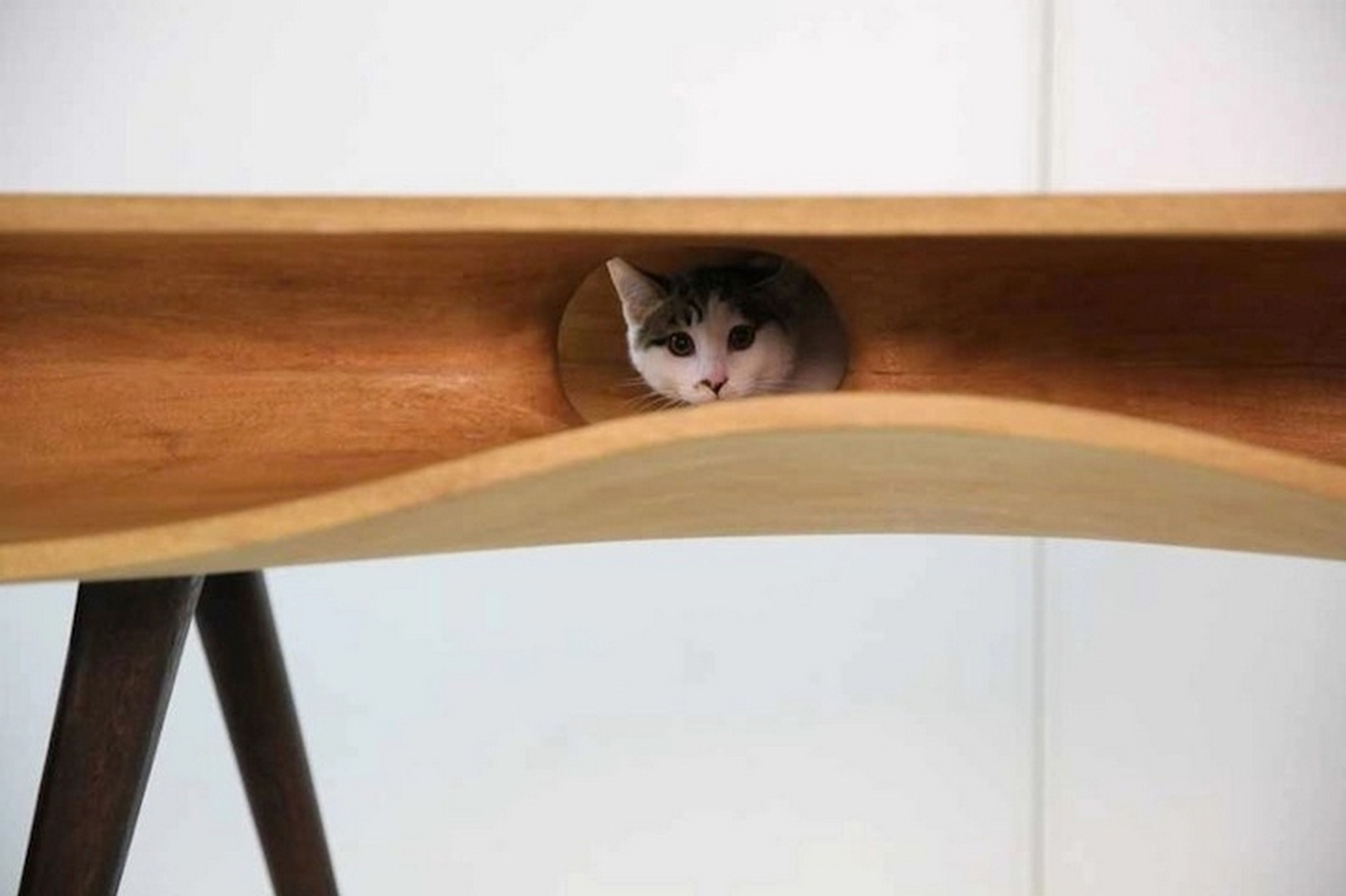 CATable, mesa para gatos