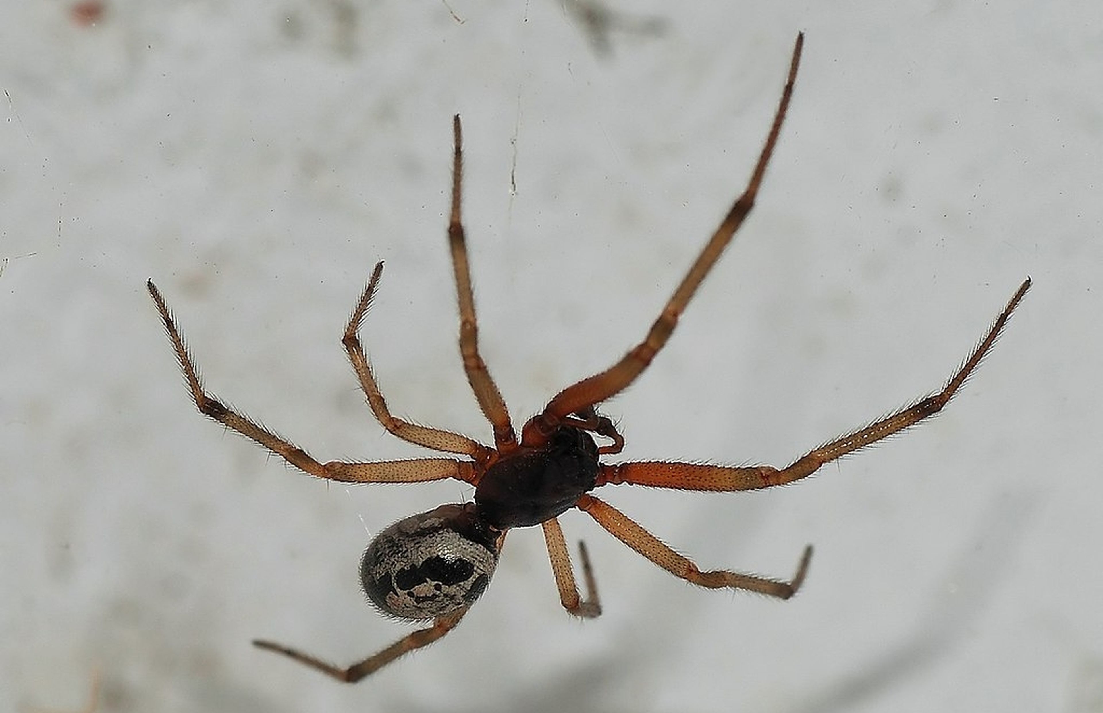 Si te pica esta terrorifica araña de las Islas Canarias te puede inyectar cosas peores que el veneno