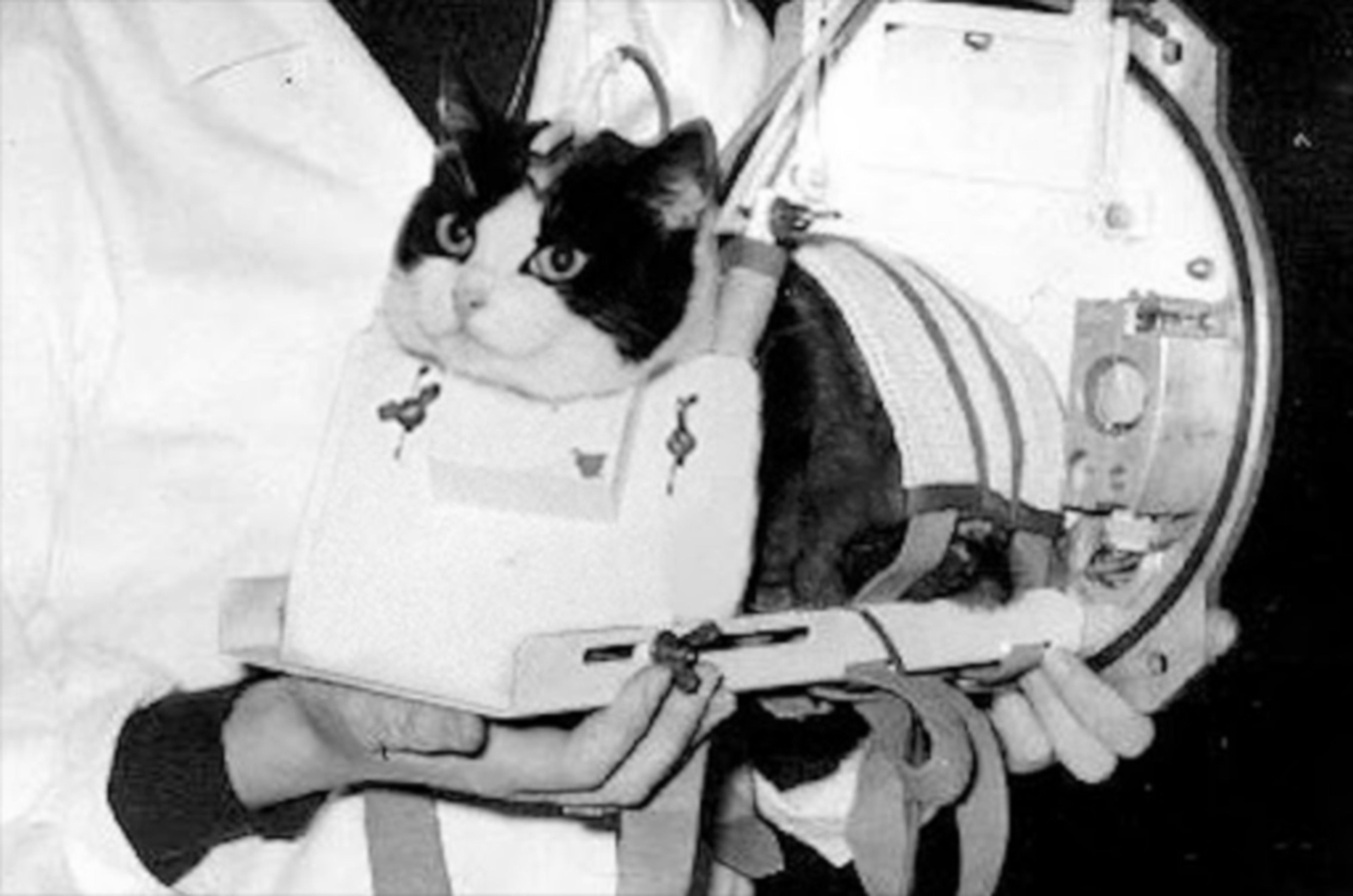 Félicette, el primer gato que viajó al espacio... y volvió