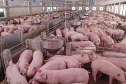 Tras la caída en ventas, Huawei busca nuevos negocios en la minería y las granjas de cerdos