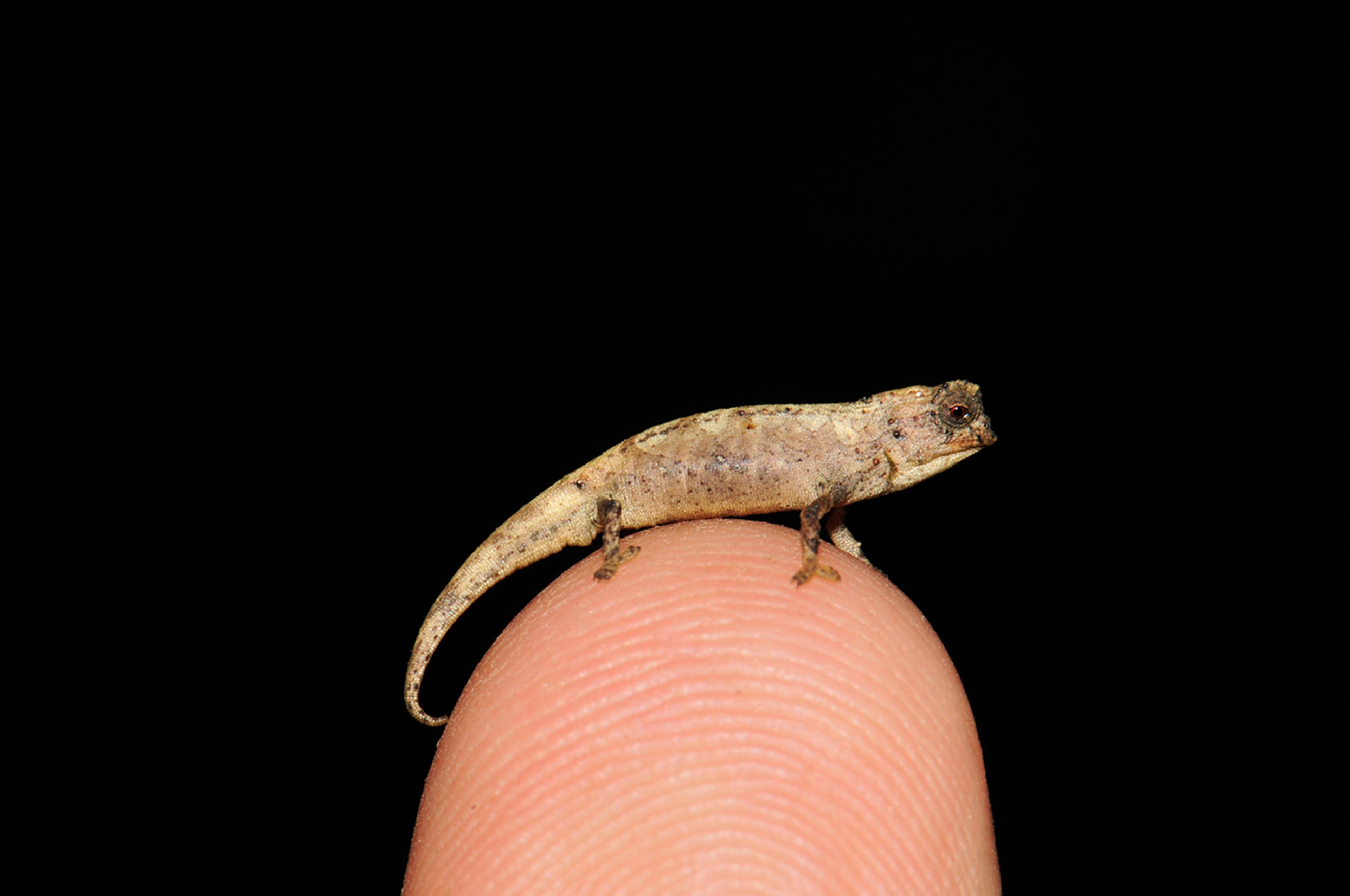 Descubierta una nueva especie: el nano-camaleón, el reptil más pequeño jamás conocido