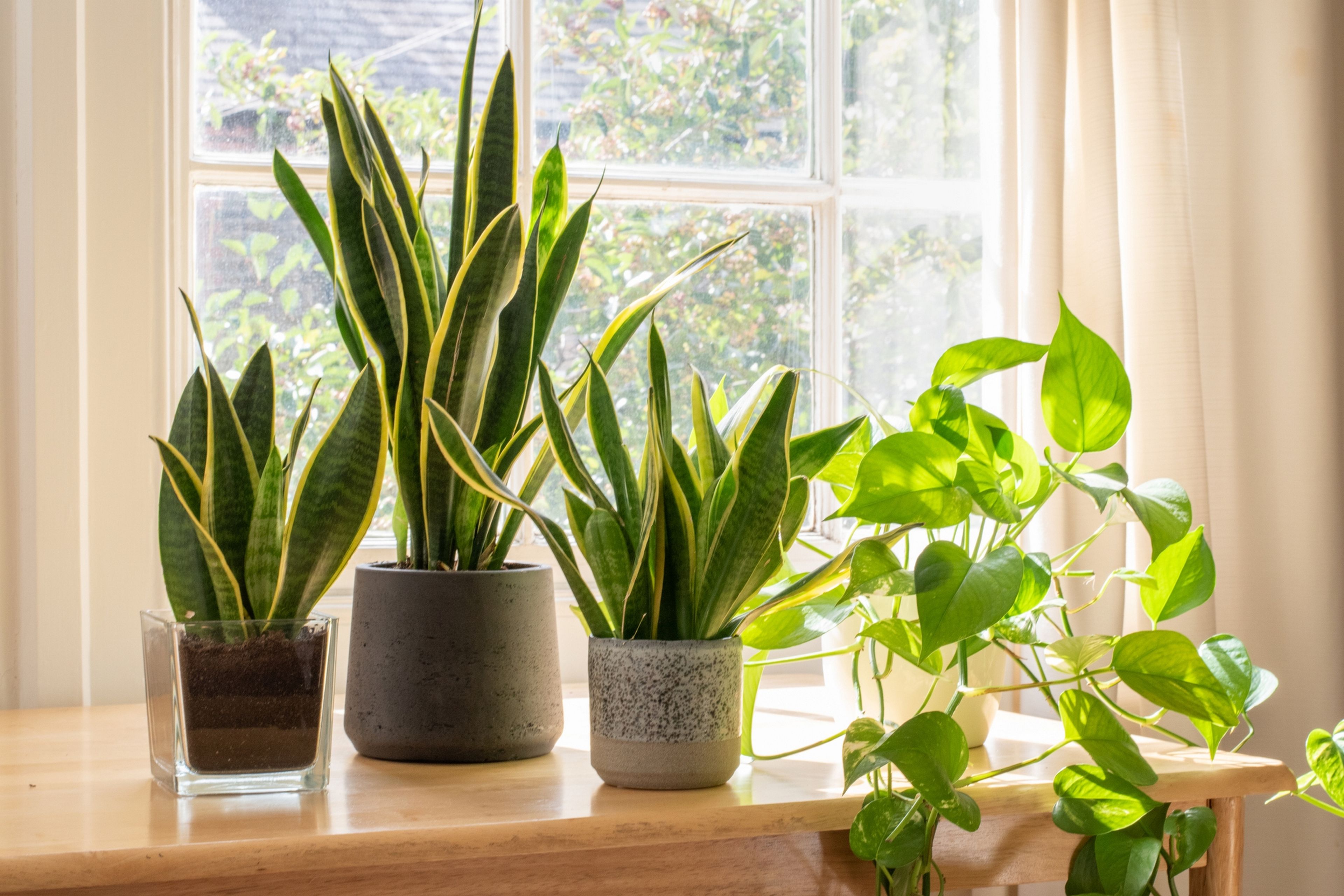 Estudio confirma que las plantas ayudan a pasar largos períodos encerrados en casa: te recomendamos algunas