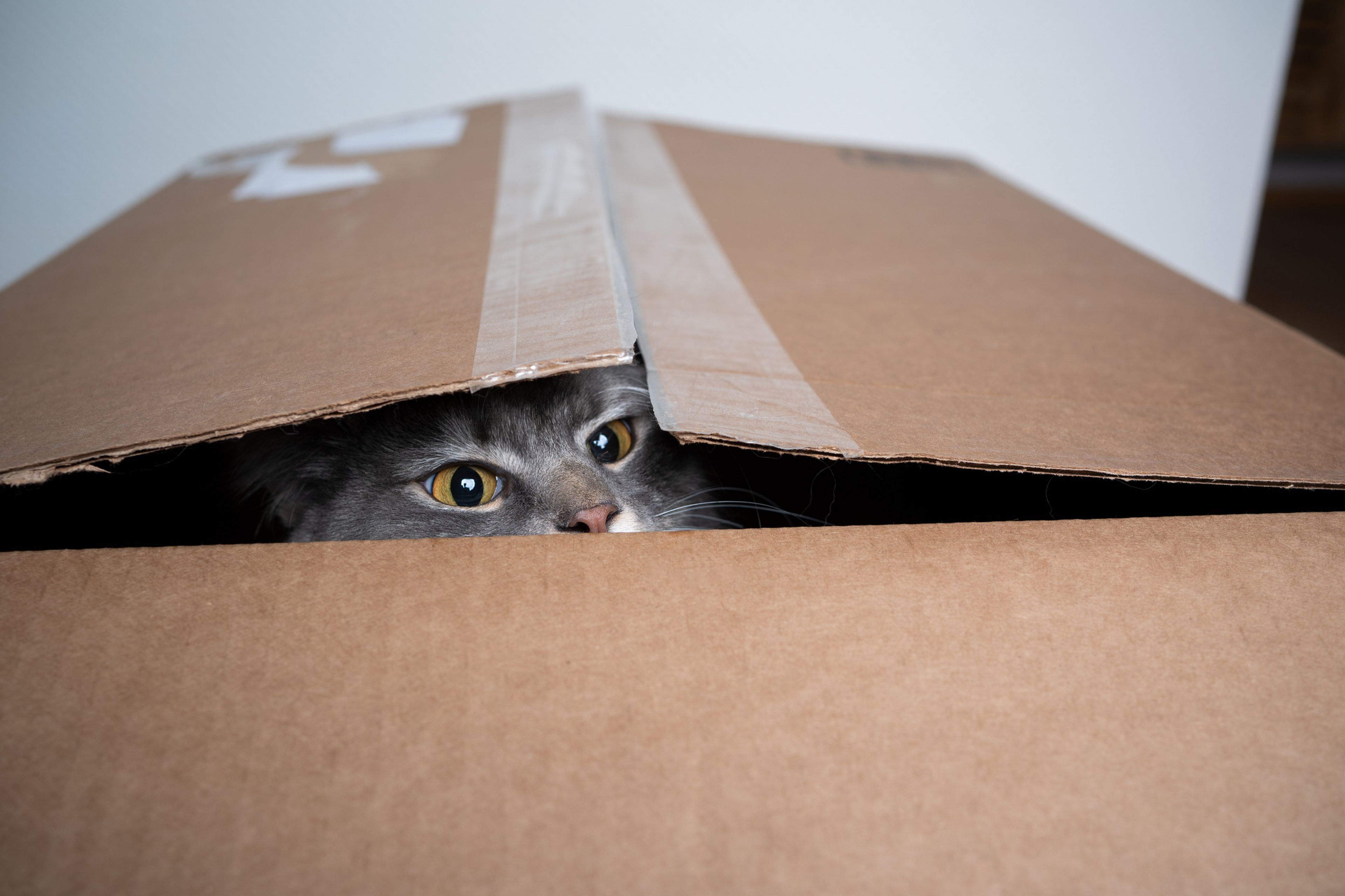 Gato en una caja