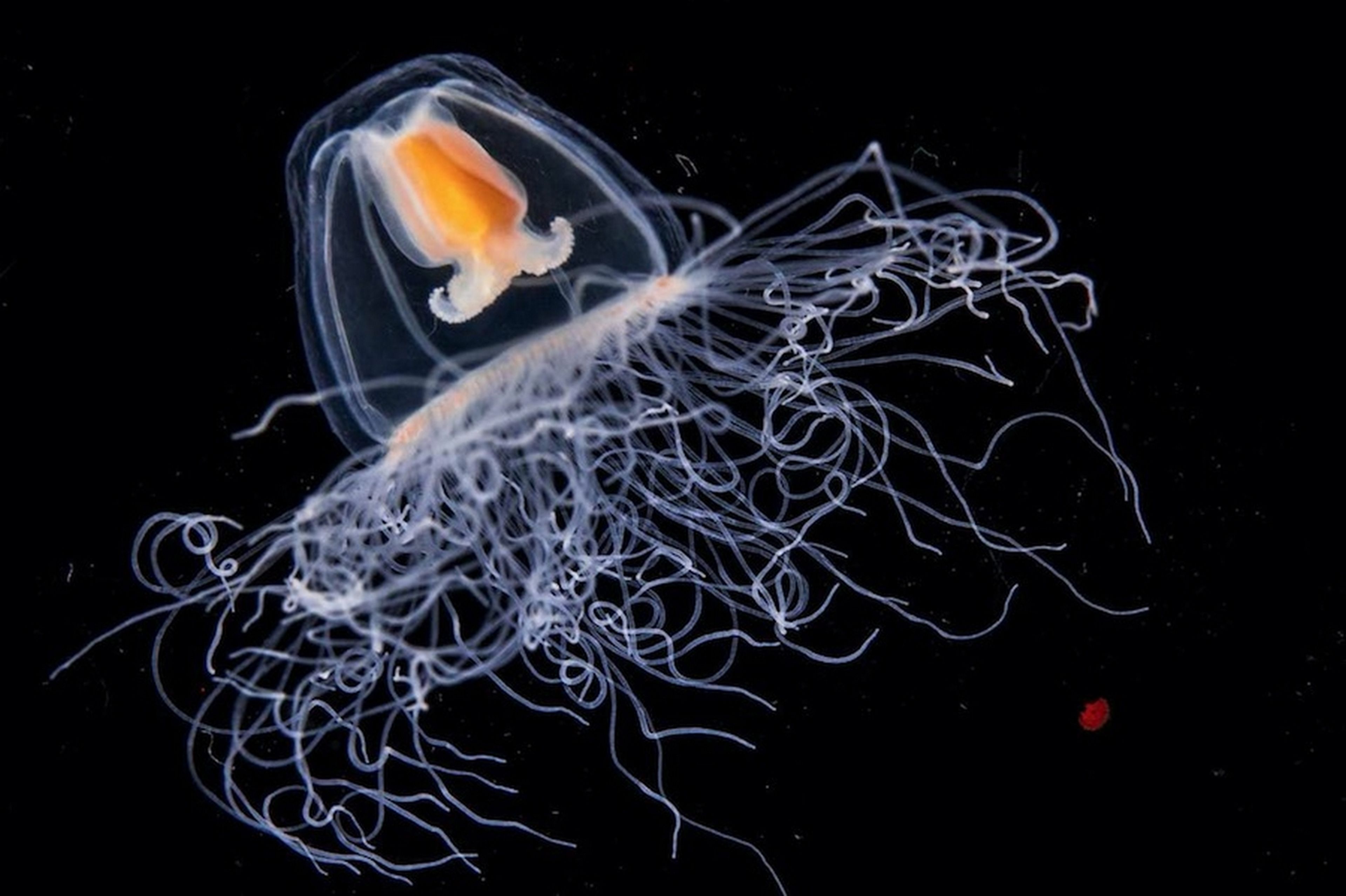 La medusa inmortal: cuando envejece vuelve a la adolescencia para comenzar otra vez su ciclo de vida